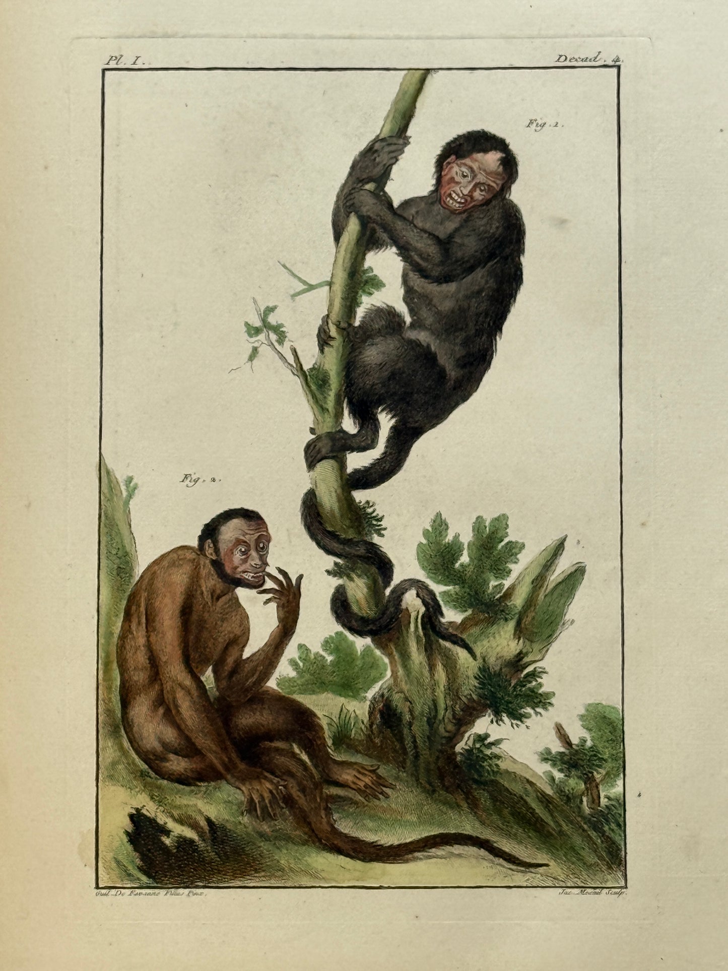 Pierre Buchoz's Planches Enluminees et non-Enluminees 1778