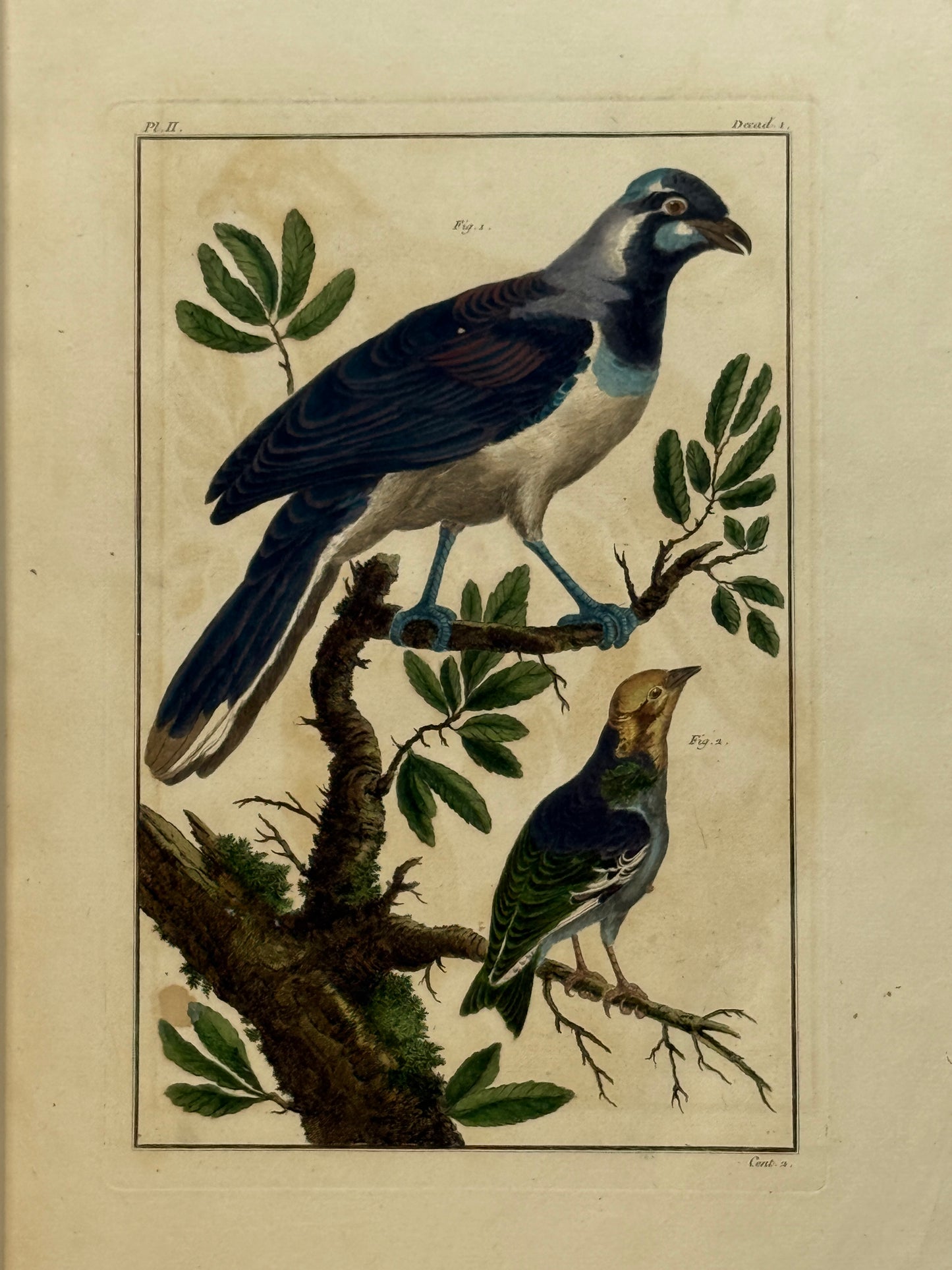Pierre Buchoz's Planches Enluminees et non-Enluminees 1778