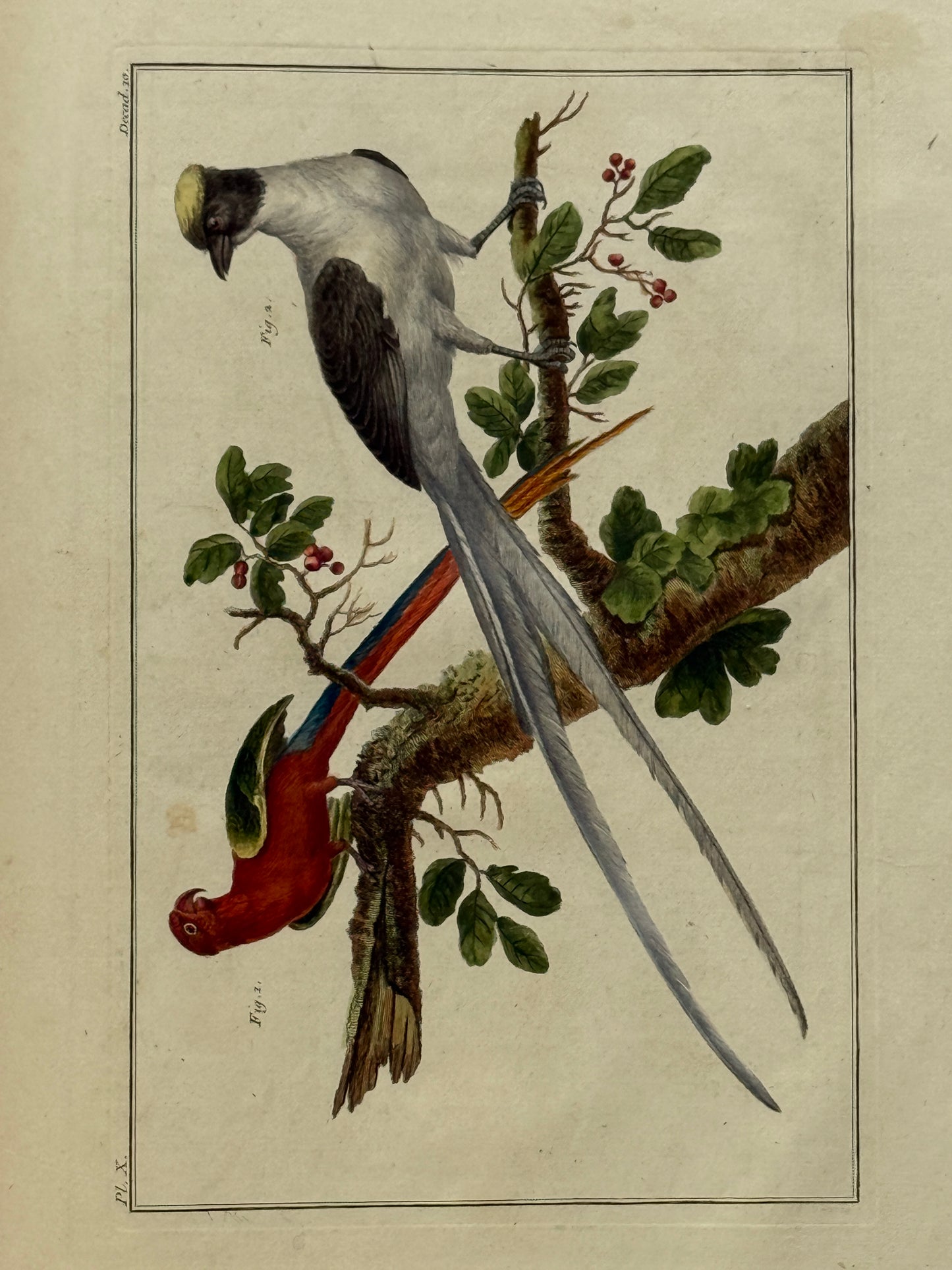 Pierre Buchoz's Planches Enluminees et non-Enluminees 1778