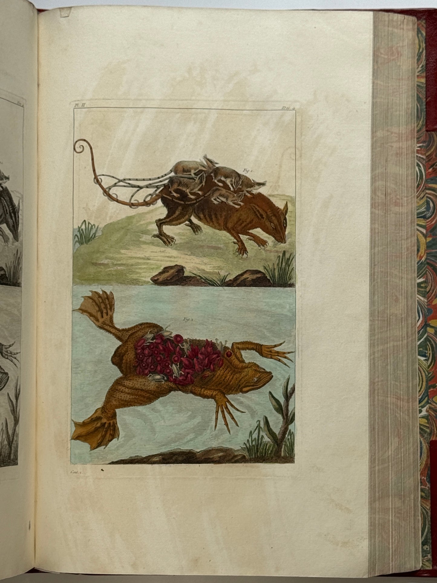 Pierre Buchoz's Planches Enluminees et non-Enluminees 1778