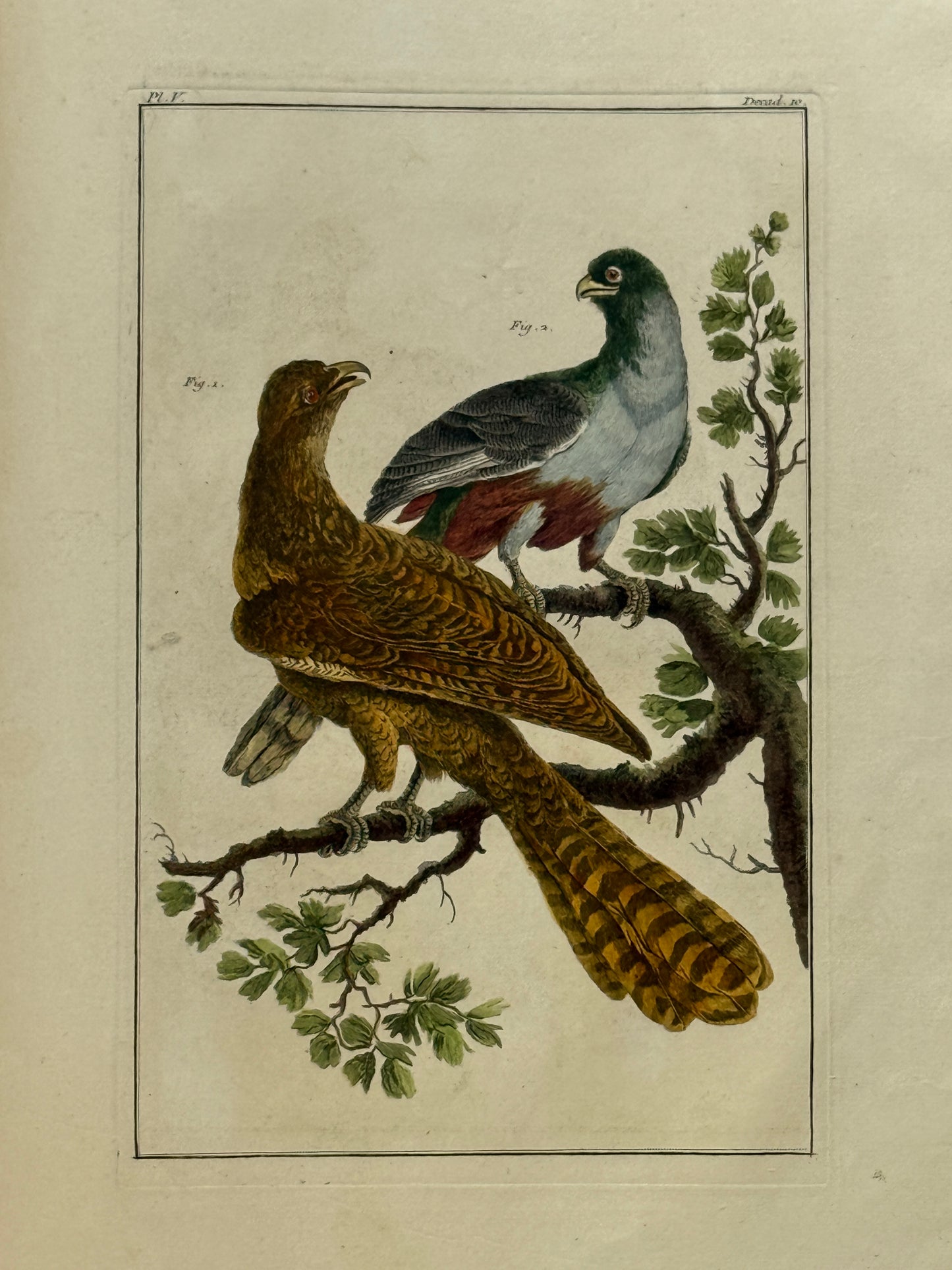 Pierre Buchoz's Planches Enluminees et non-Enluminees 1778