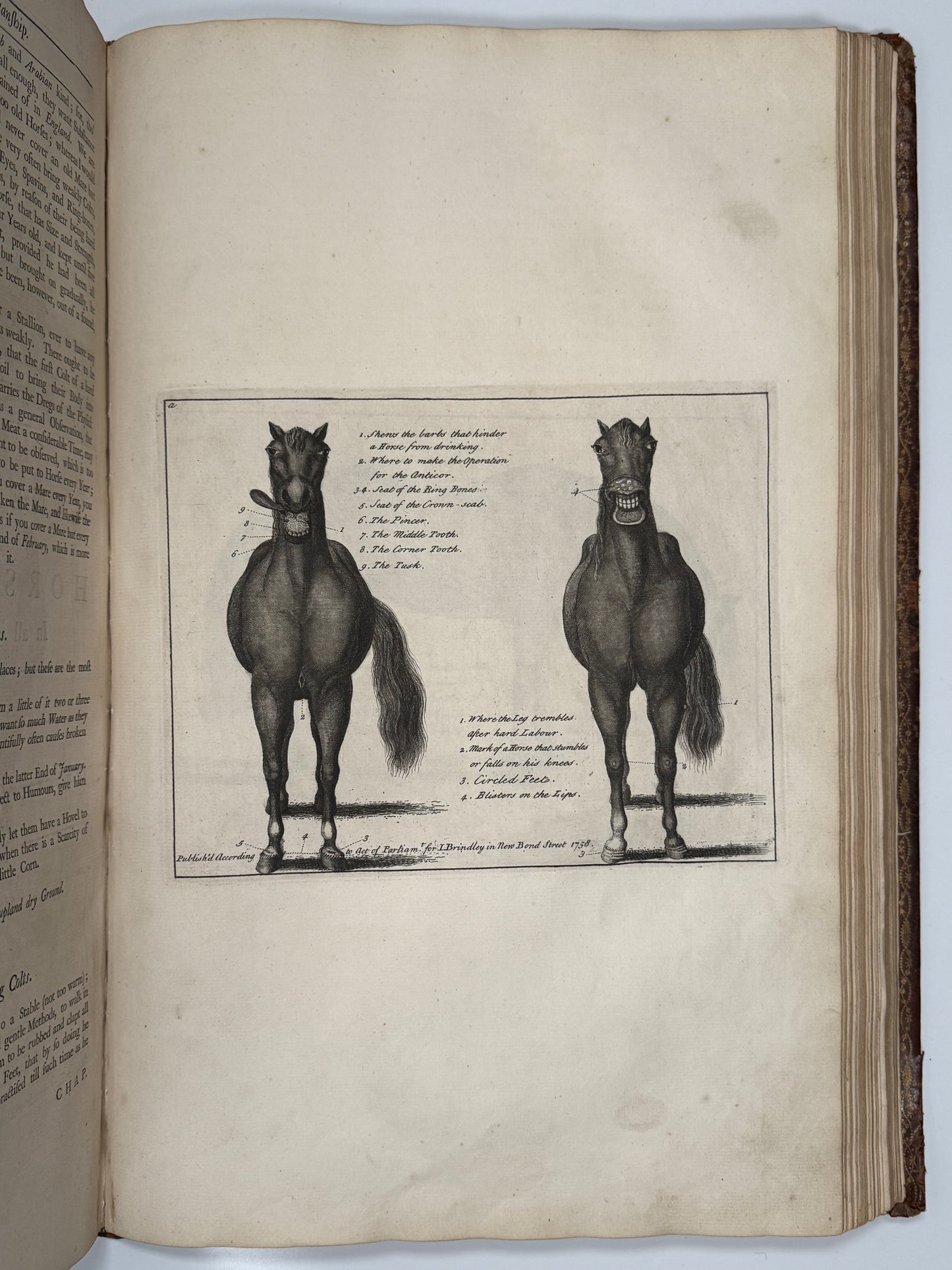 A General System of Horsemanship by William Cavendish 1743 First English Edition