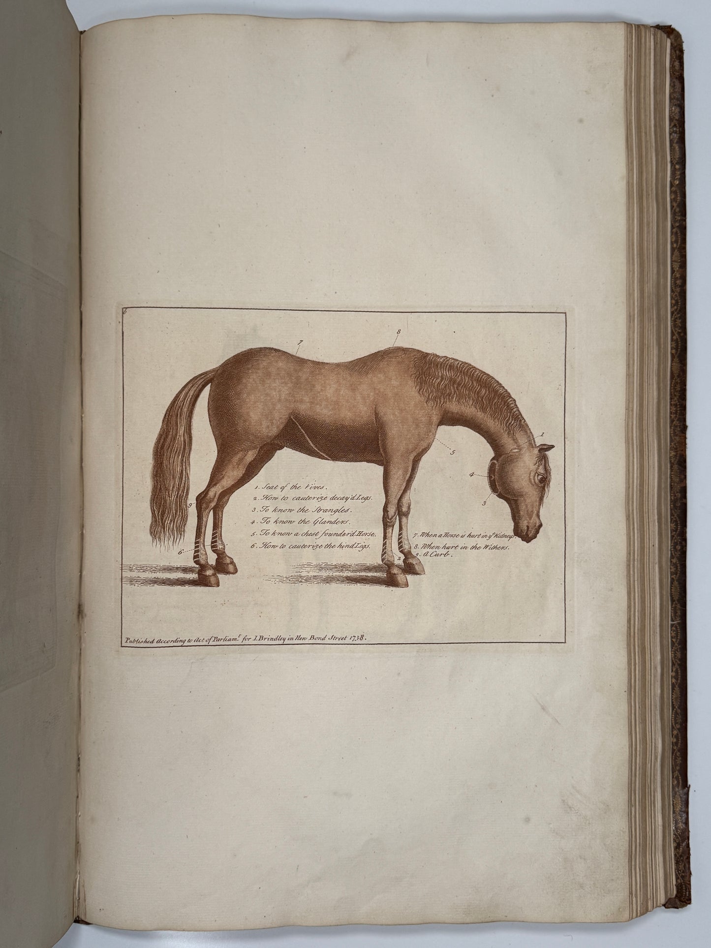 A General System of Horsemanship by William Cavendish 1743 First English Edition