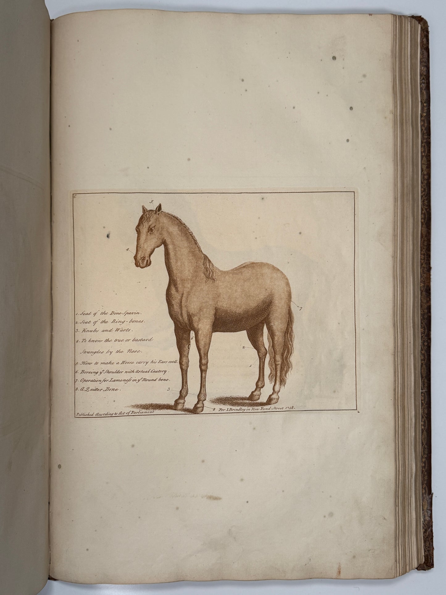 A General System of Horsemanship by William Cavendish 1743 First English Edition
