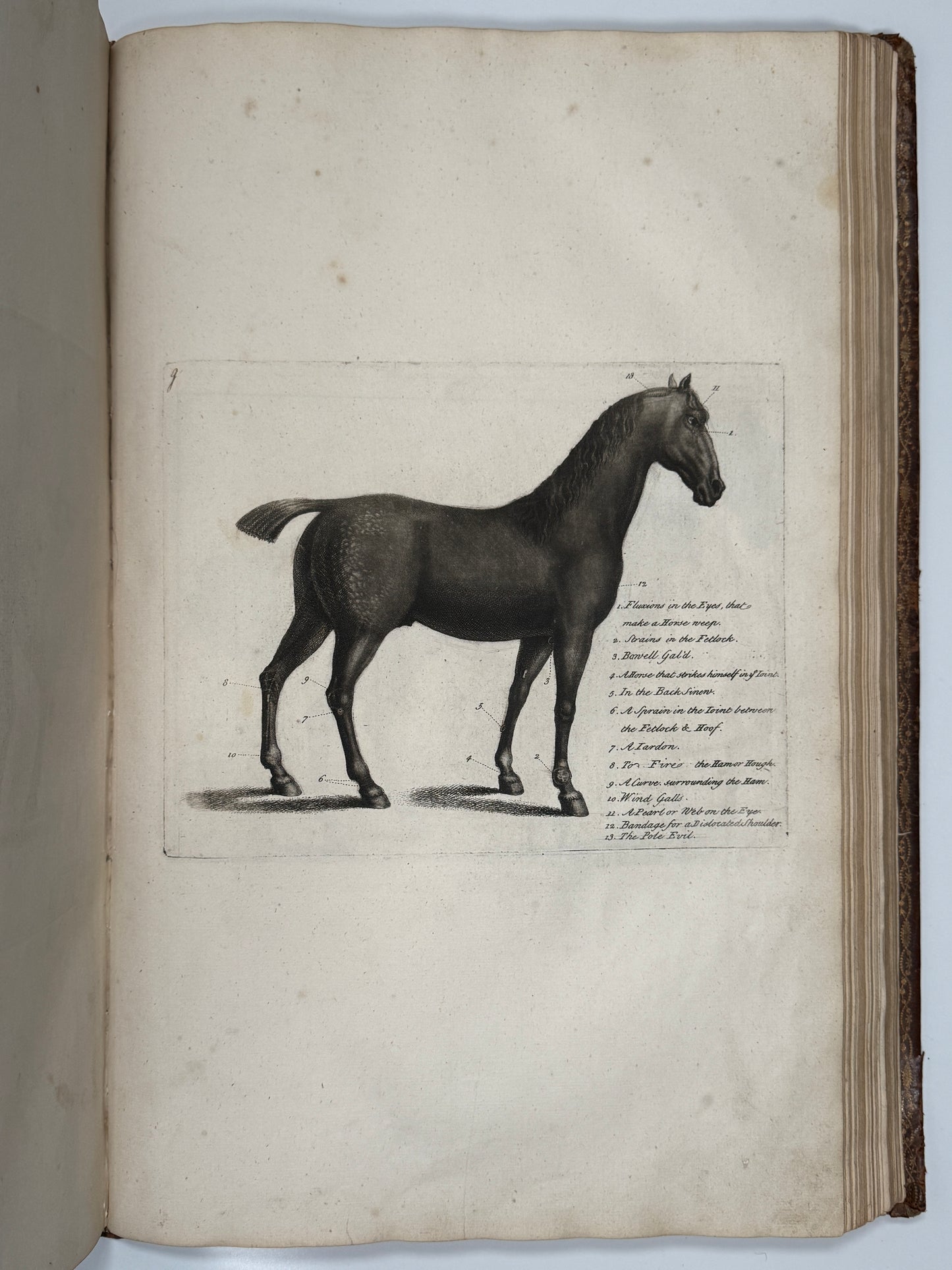 A General System of Horsemanship by William Cavendish 1743 First English Edition