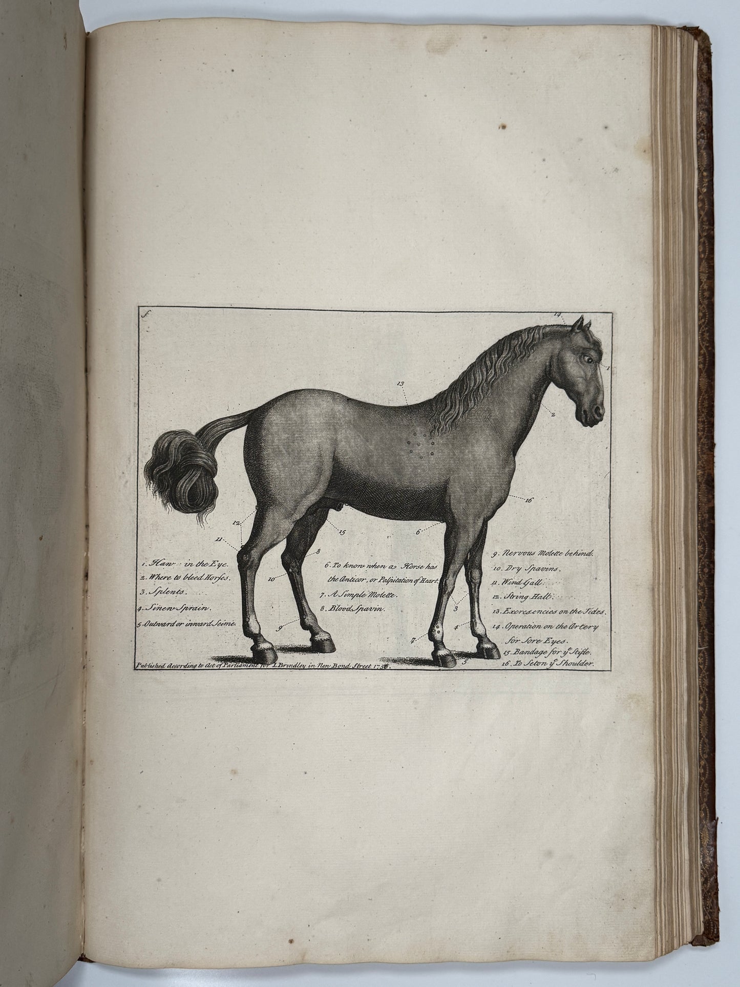 A General System of Horsemanship by William Cavendish 1743 First English Edition