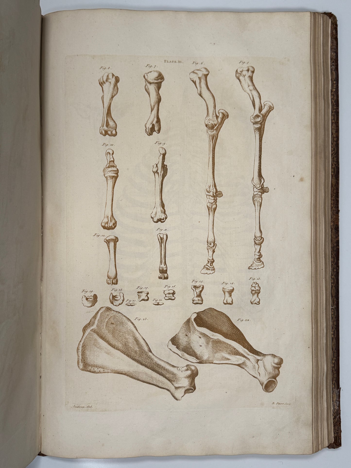 A General System of Horsemanship by William Cavendish 1743 First English Edition