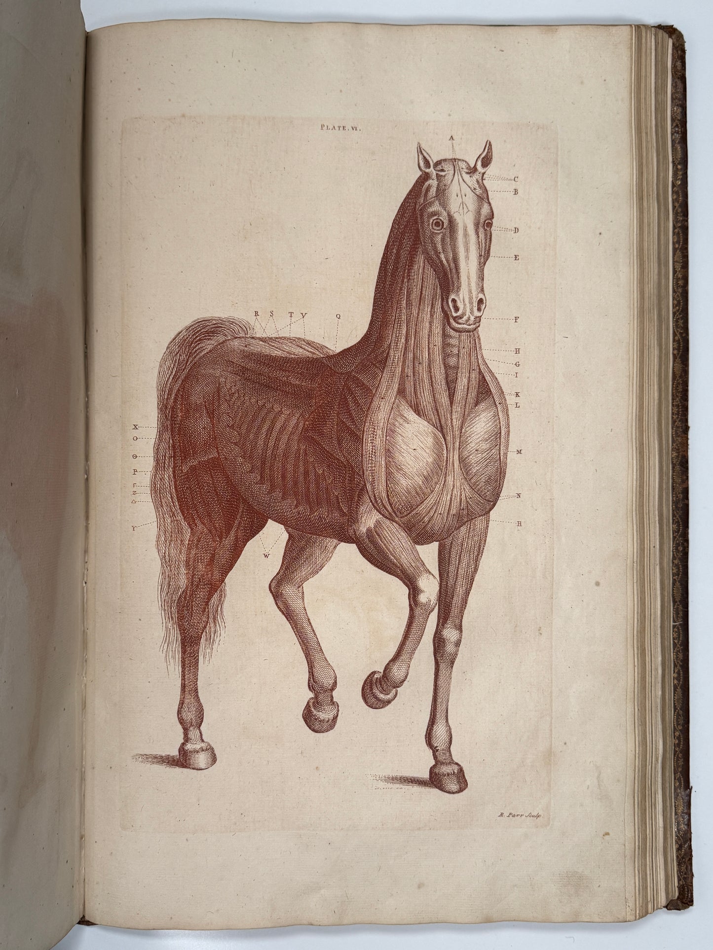 A General System of Horsemanship by William Cavendish 1743 First English Edition
