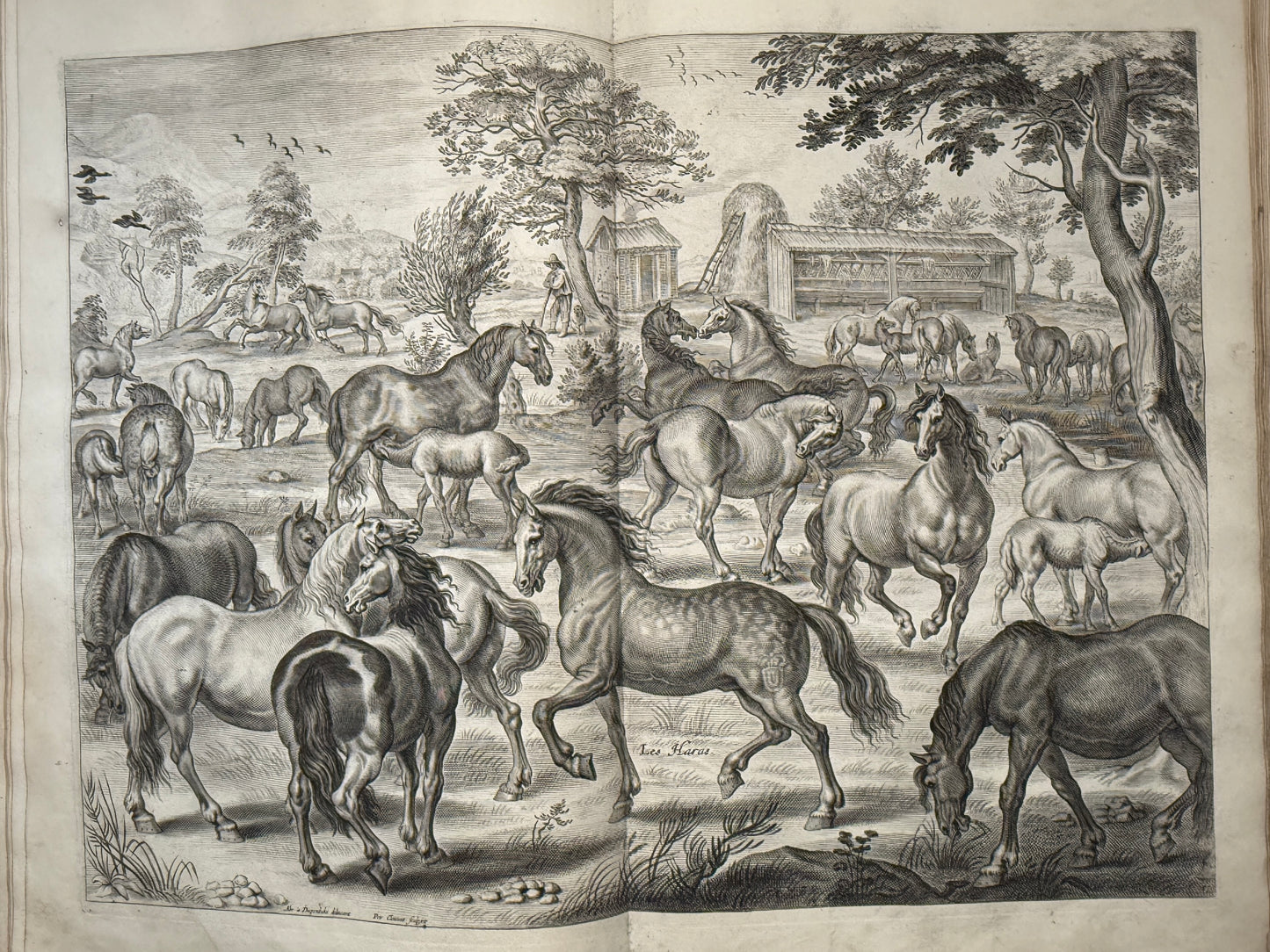 A General System of Horsemanship by William Cavendish 1743 First English Edition