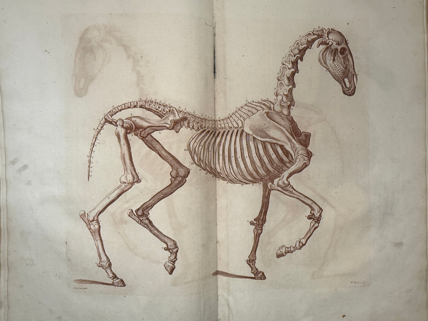 A General System of Horsemanship by William Cavendish 1743 First English Edition