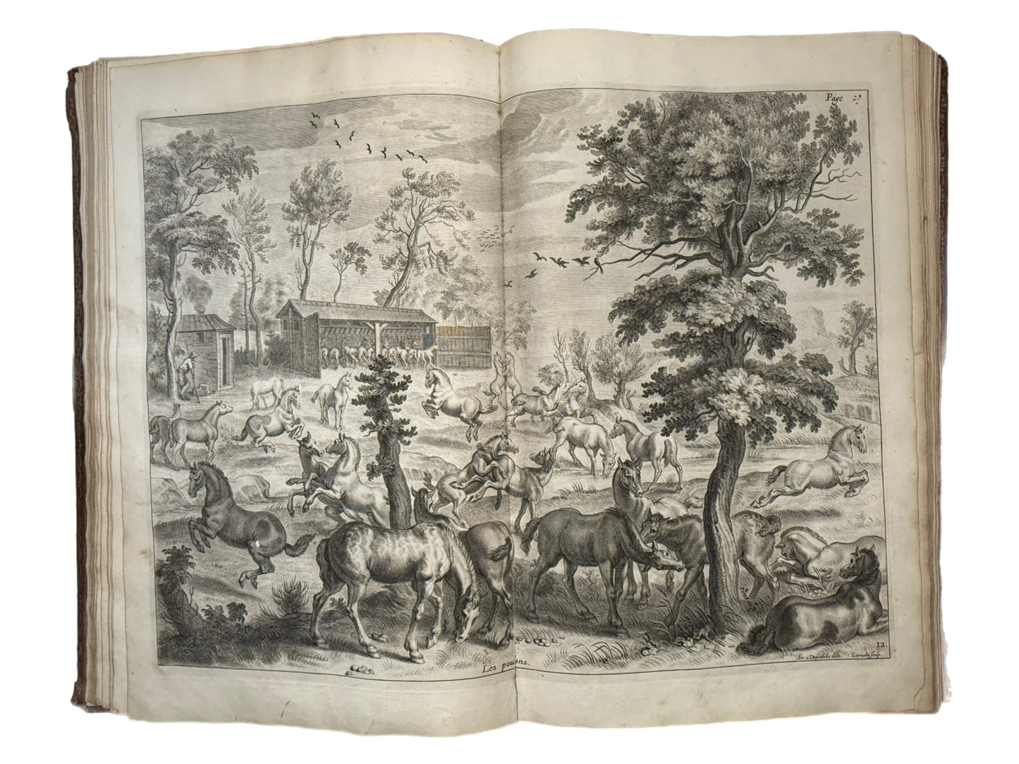A General System of Horsemanship by William Cavendish 1743 First English Edition