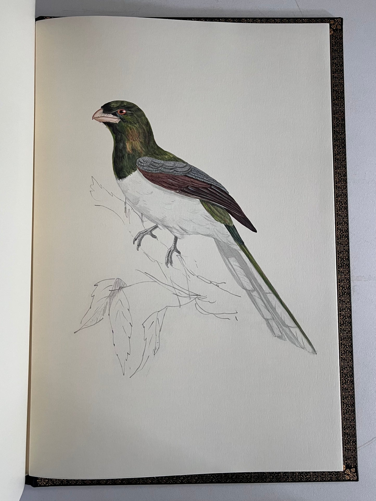 John Gould Illustration of Birds - Folio Society Limited Edition Signed