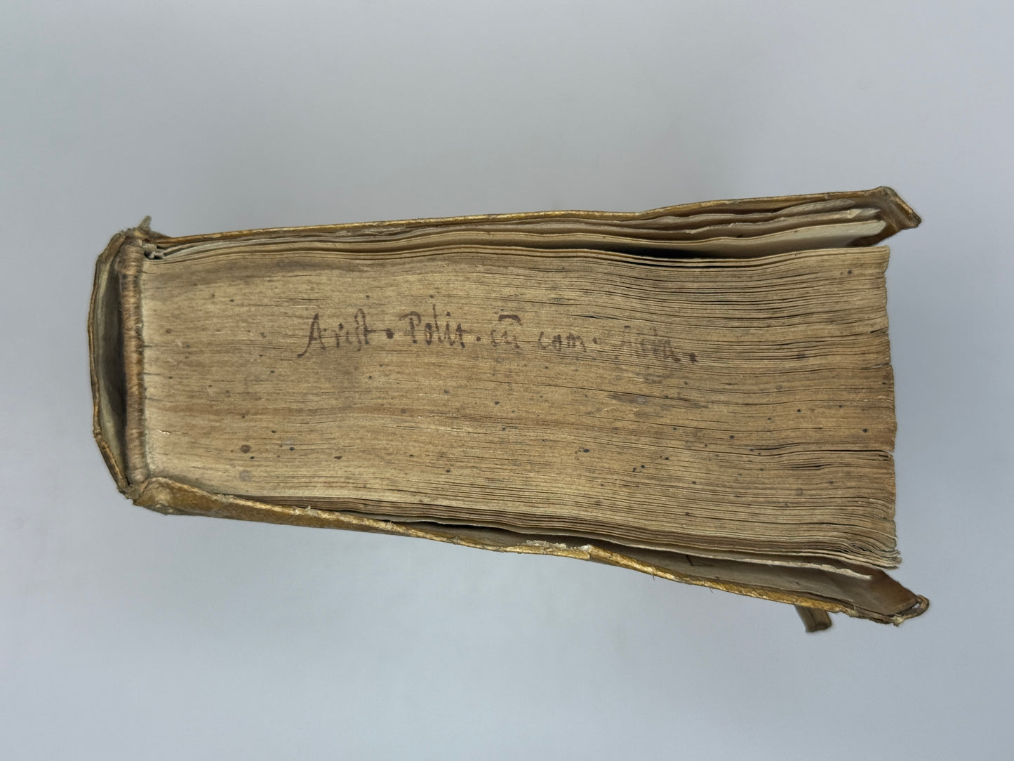 Acciaioli's Commentary on Aristotle's Politics 1566