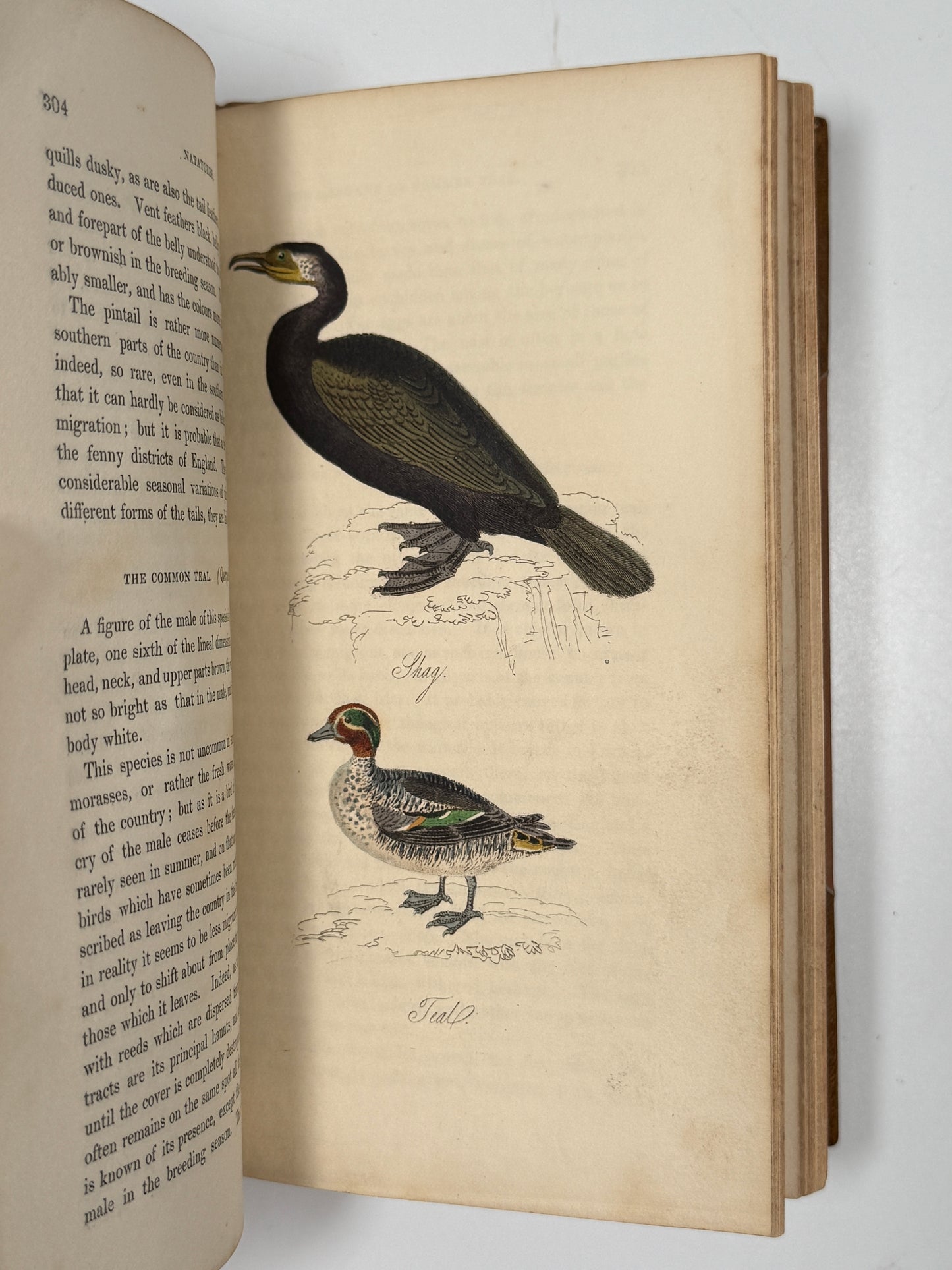 The Feathered Tribes of the British Islands by Robert Mudie 1834 First Edition