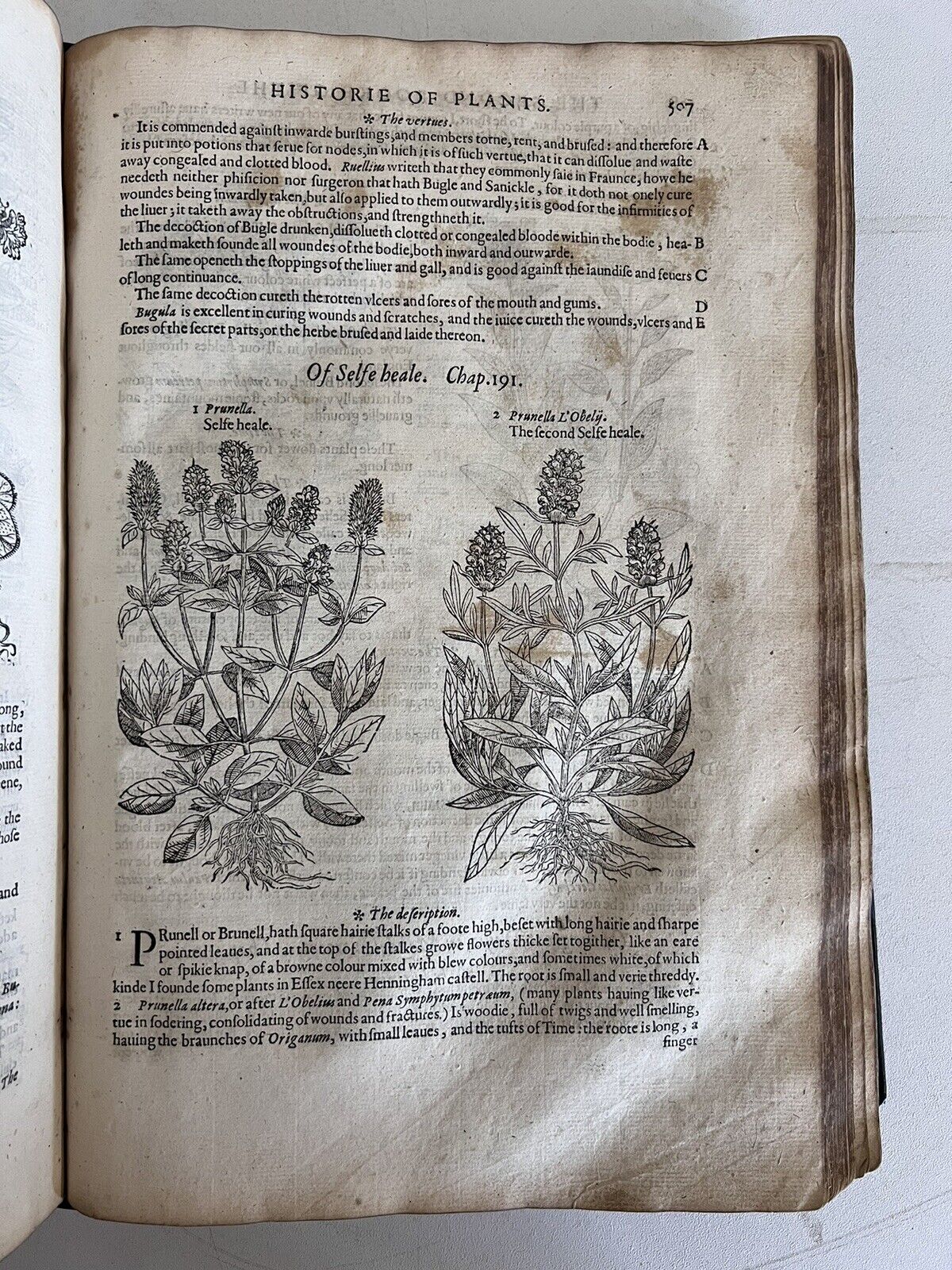 The History of Plants by John Gerard 1597 First Edition