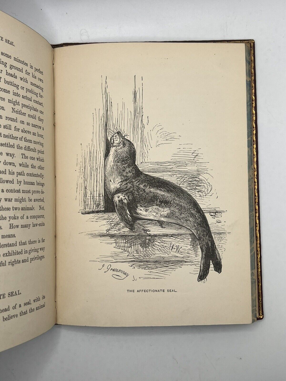 Stories of the Sagacity of Animals by W. Kingston 1892