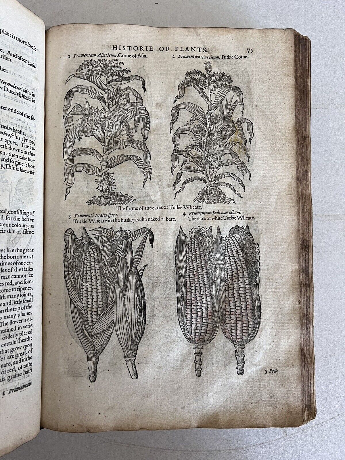 The History of Plants by John Gerard 1597 First Edition