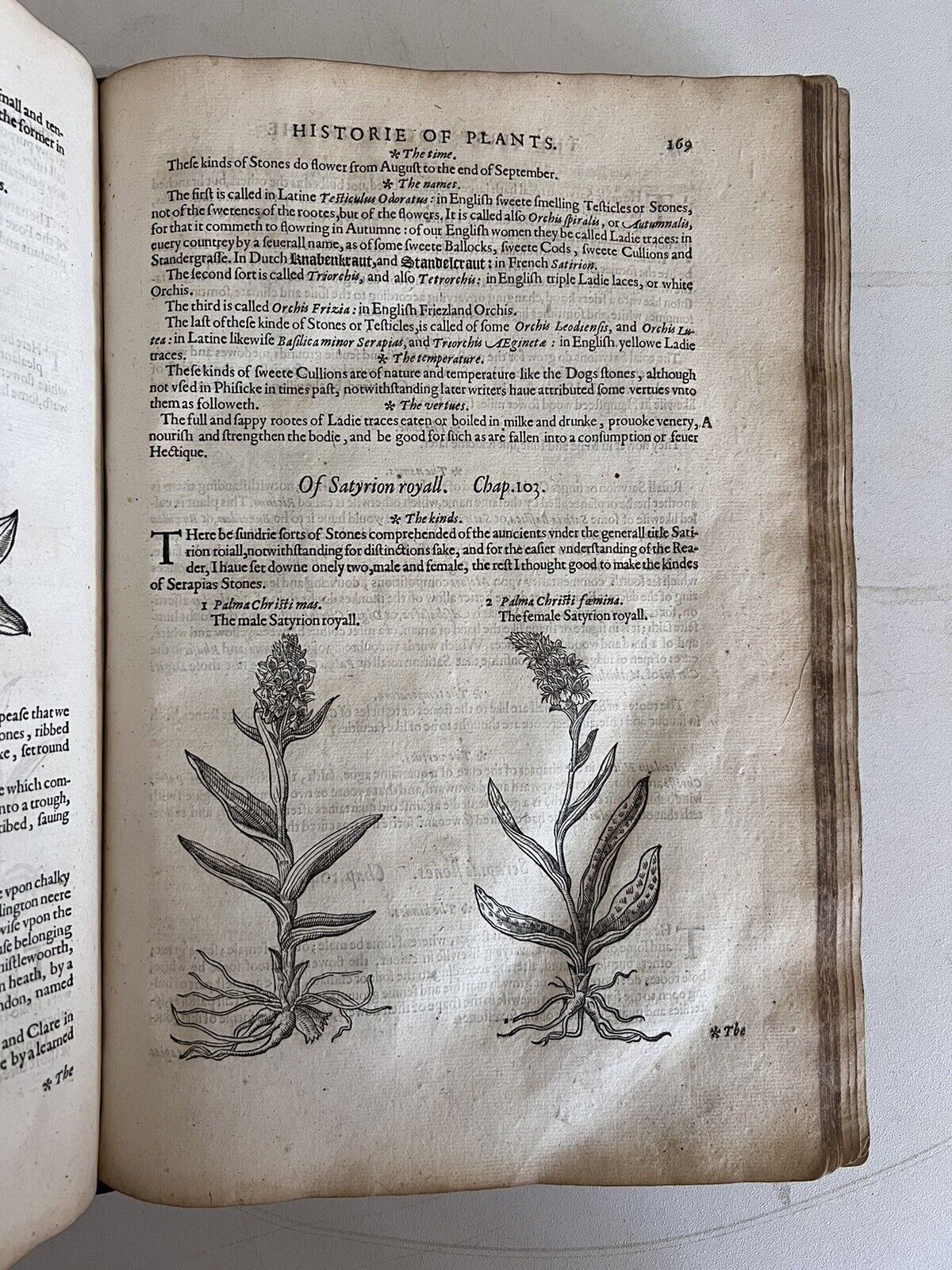 The History of Plants by John Gerard 1597 First Edition