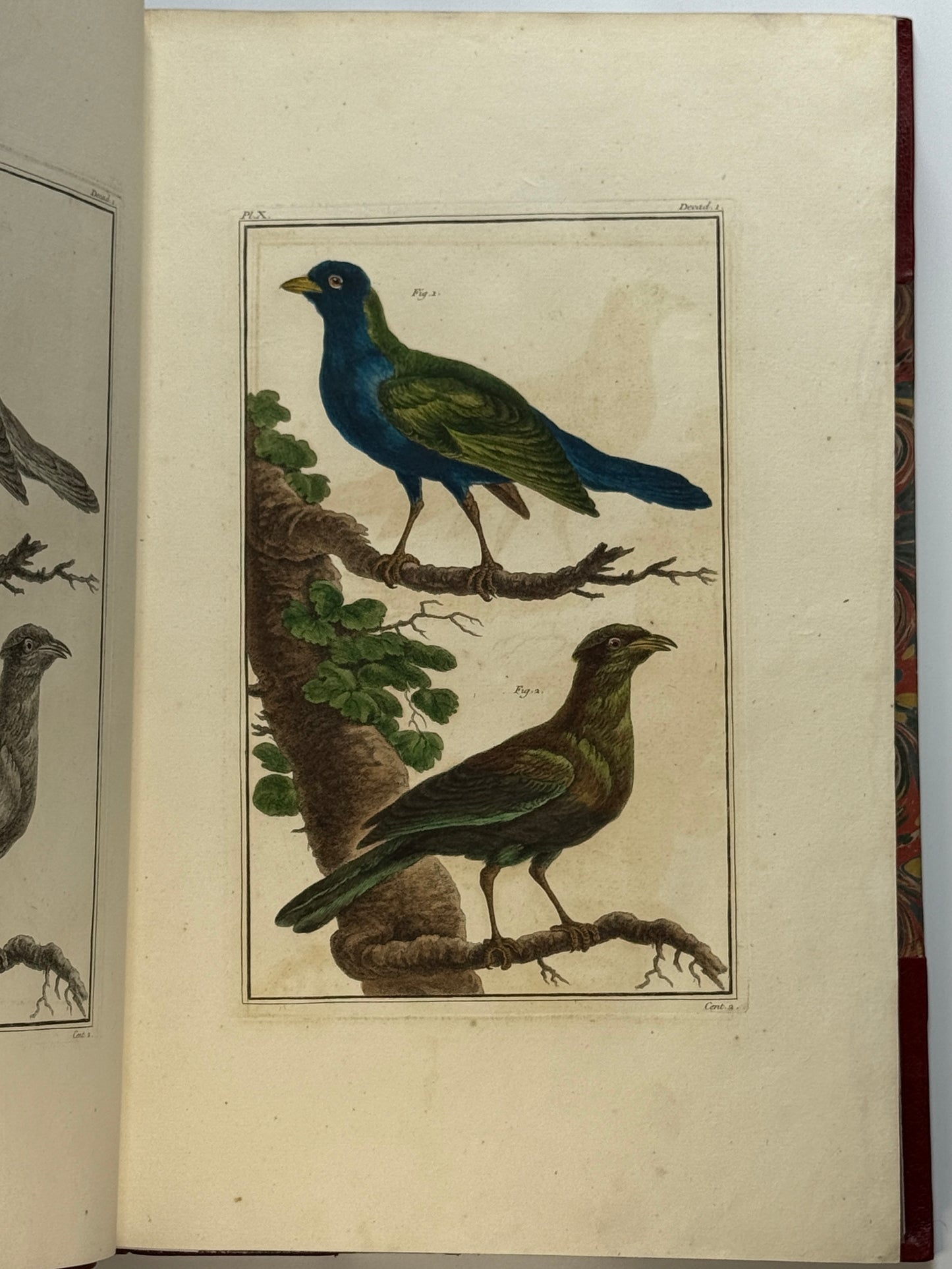 Pierre Buchoz's Planches Enluminees et non-Enluminees 1778