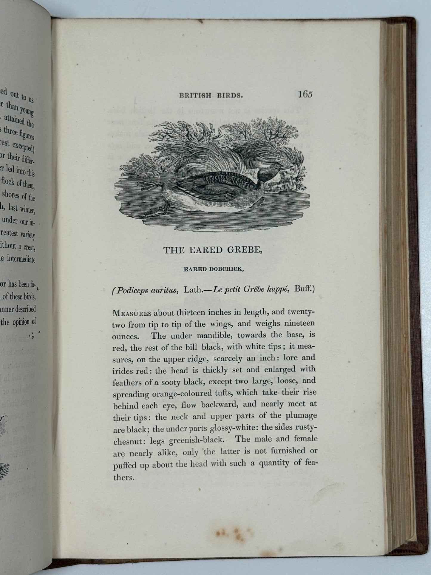 A History of British Birds by Thomas Bewick 1832: Thomas Fowell Buxton's Copy