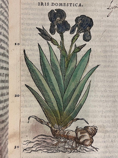 Pietro Andrea Mattioli Herbal 1554 Hand Coloured Woodcuts