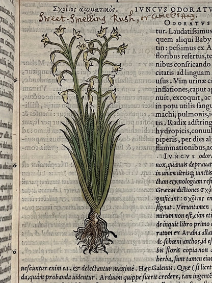 Pietro Andrea Mattioli Herbal 1554 Hand Coloured Woodcuts