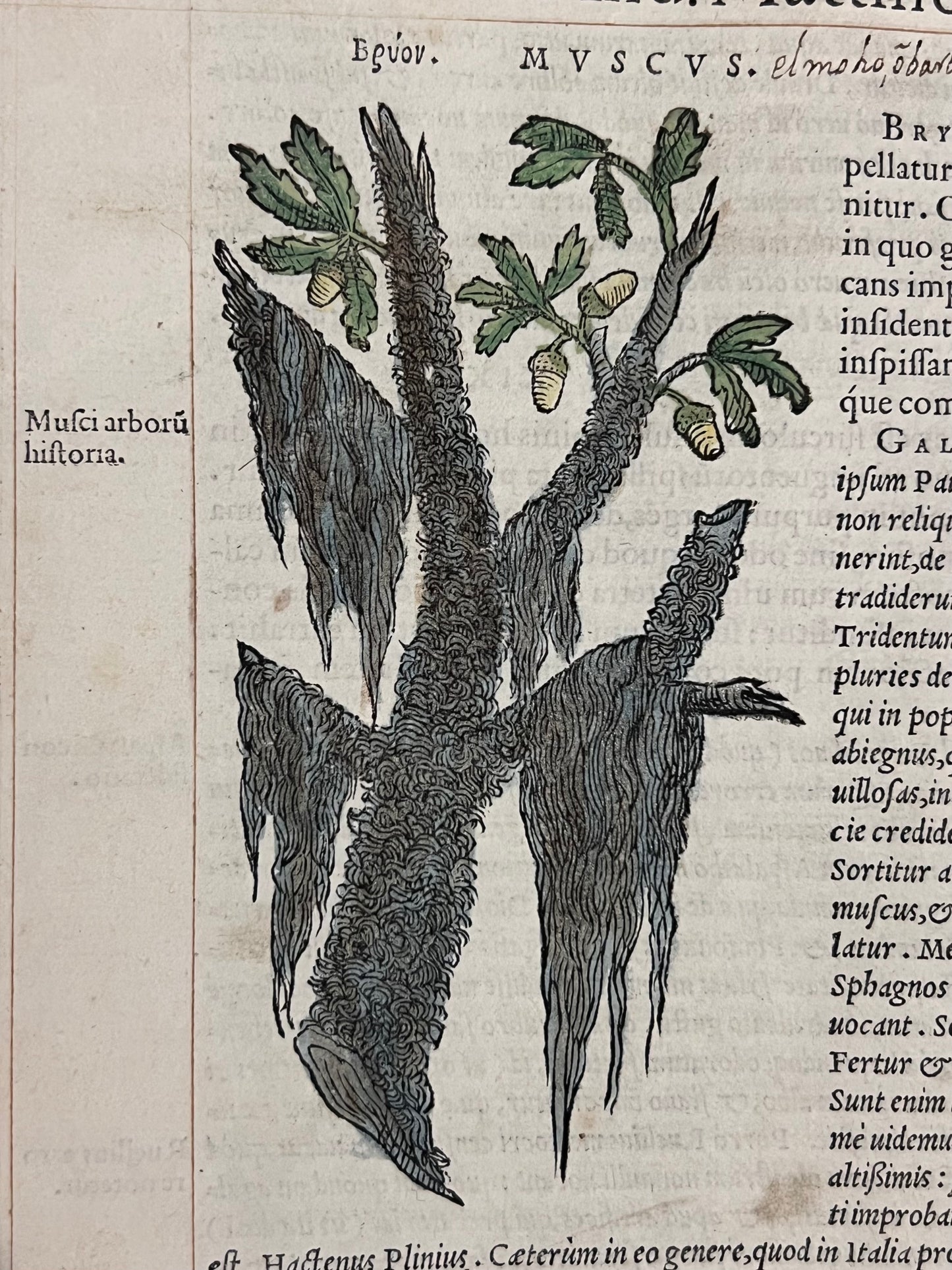 Pietro Andrea Mattioli Herbal 1554 Hand Coloured Woodcuts