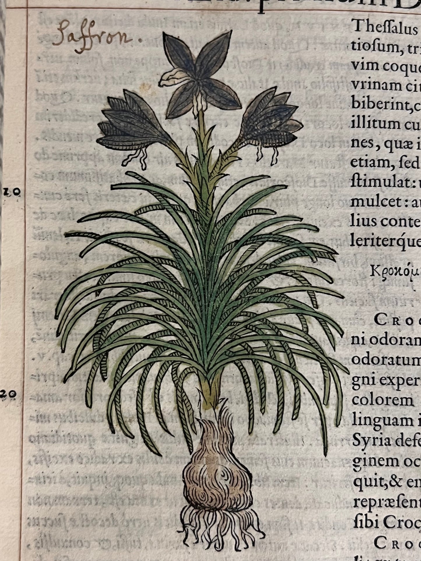 Pietro Andrea Mattioli Herbal 1554 Hand Coloured Woodcuts