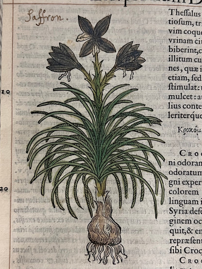 Pietro Andrea Mattioli Herbal 1554 Hand Coloured Woodcuts