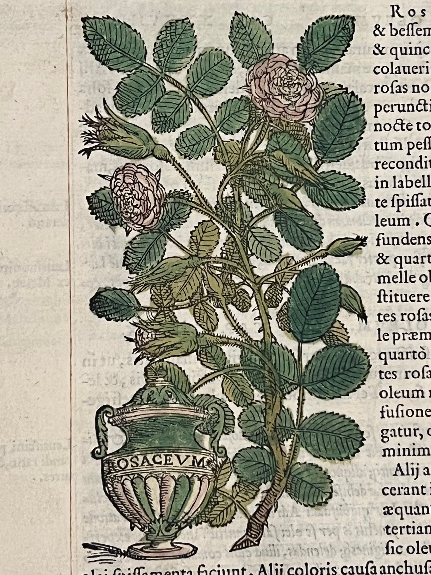 Pietro Andrea Mattioli Herbal 1554 Hand Coloured Woodcuts