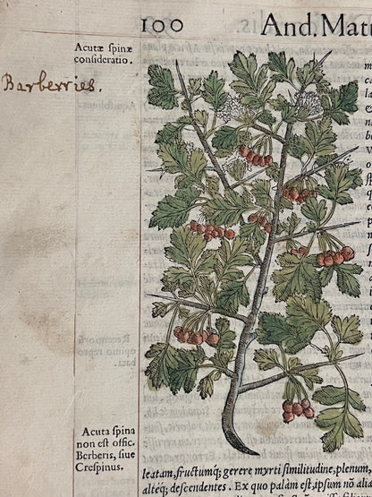 Pietro Andrea Mattioli Herbal 1554 Hand Coloured Woodcuts