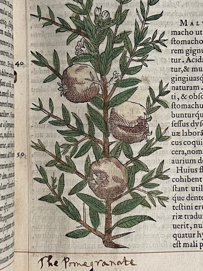 Pietro Andrea Mattioli Herbal 1554 Hand Coloured Woodcuts