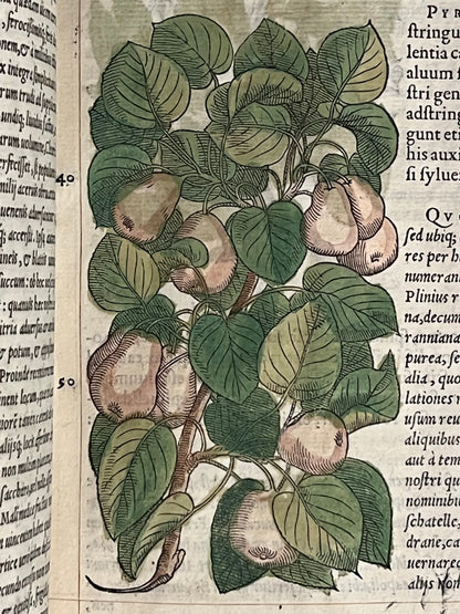 Pietro Andrea Mattioli Herbal 1554 Hand Coloured Woodcuts