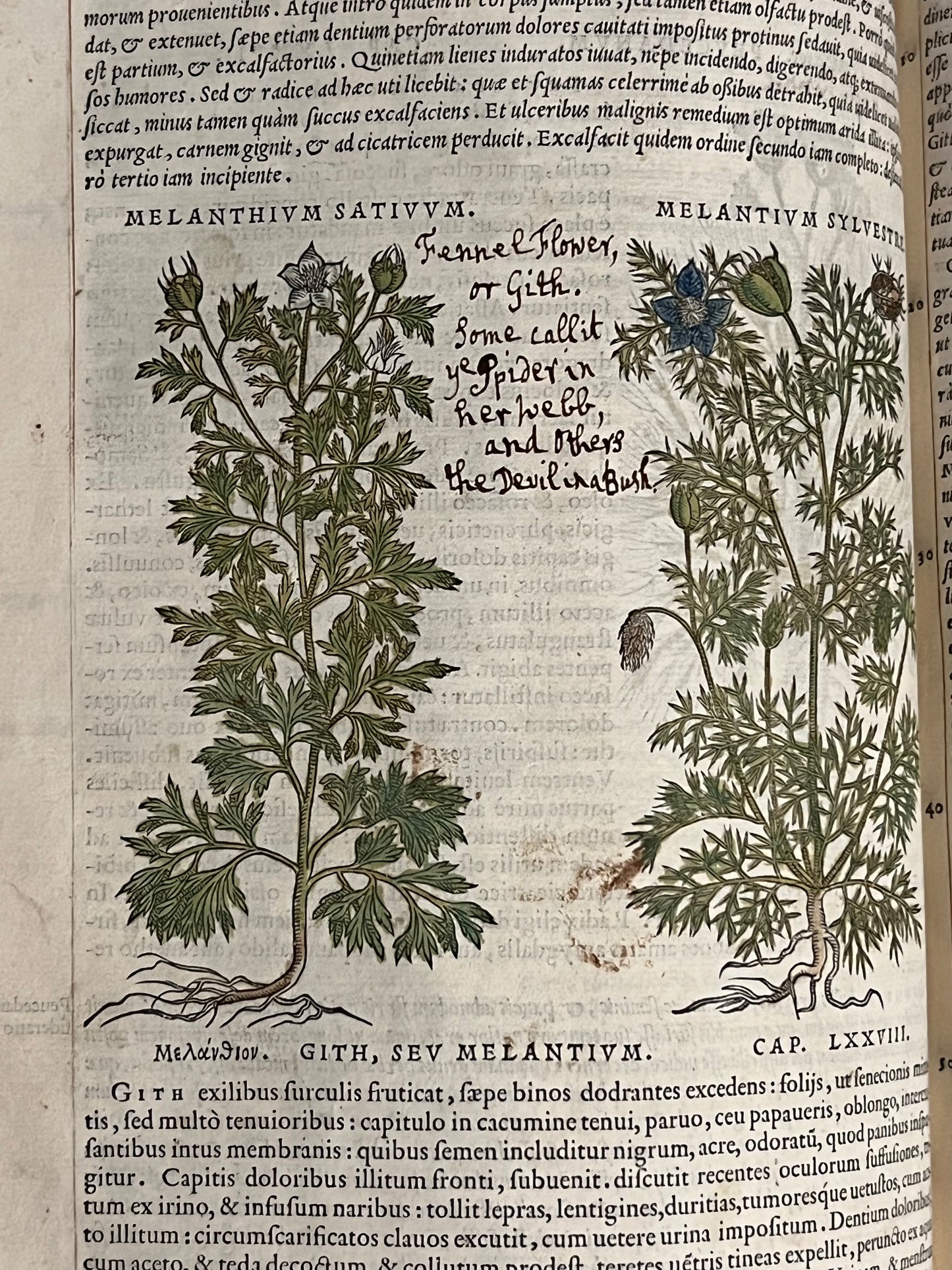 Pietro Andrea Mattioli Herbal 1554 Hand Coloured Woodcuts