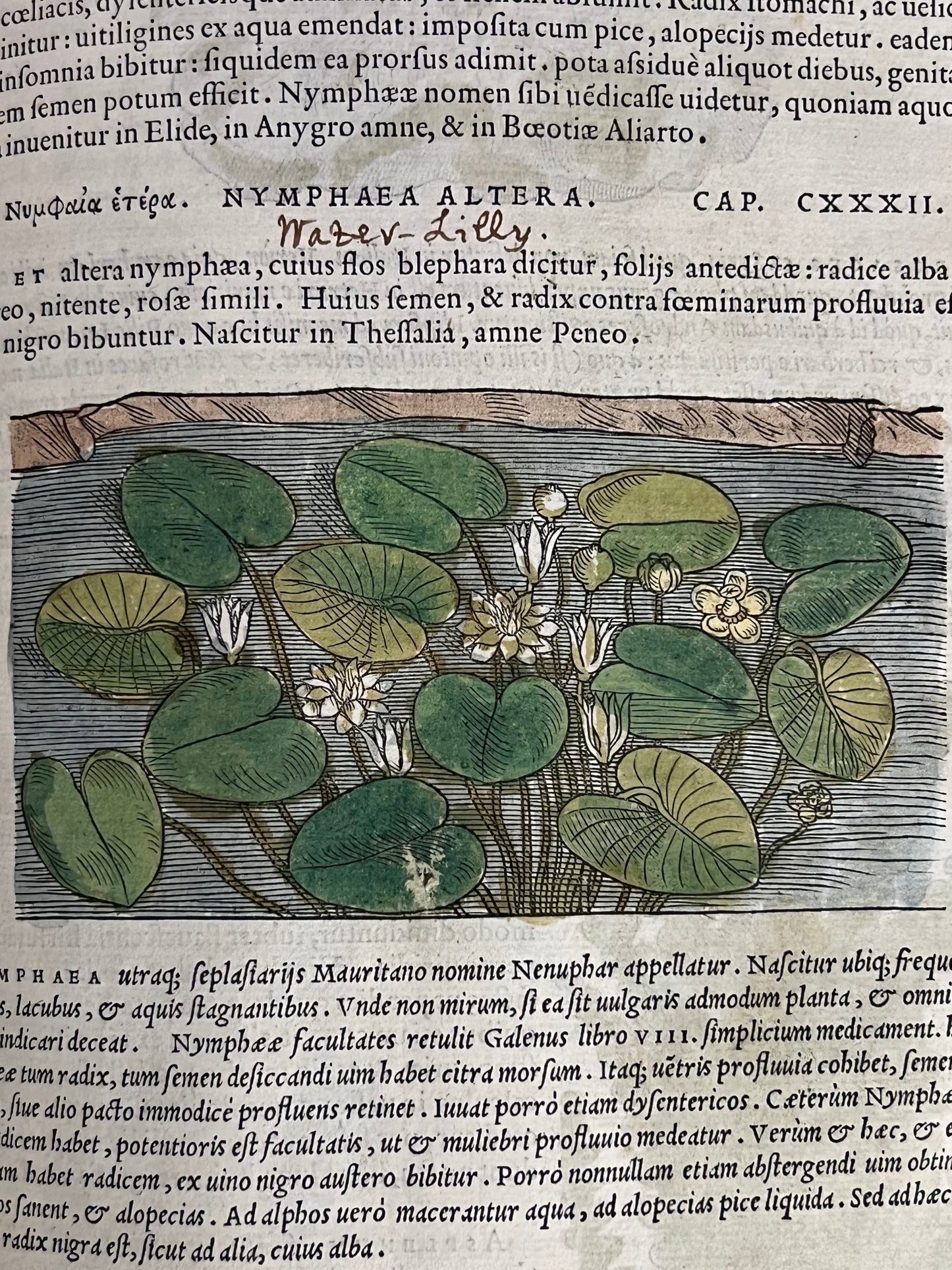 Pietro Andrea Mattioli Herbal 1554 Hand Coloured Woodcuts