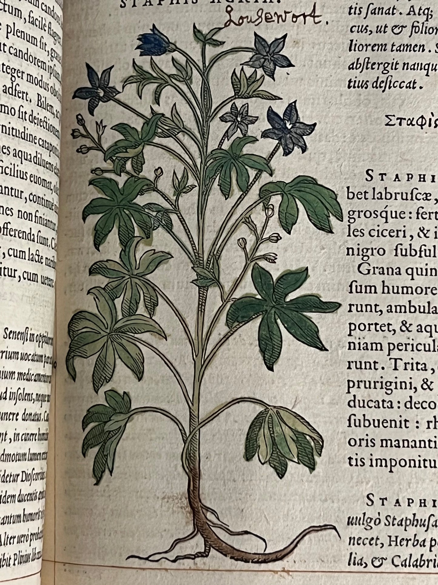 Pietro Andrea Mattioli Herbal 1554 Hand Coloured Woodcuts