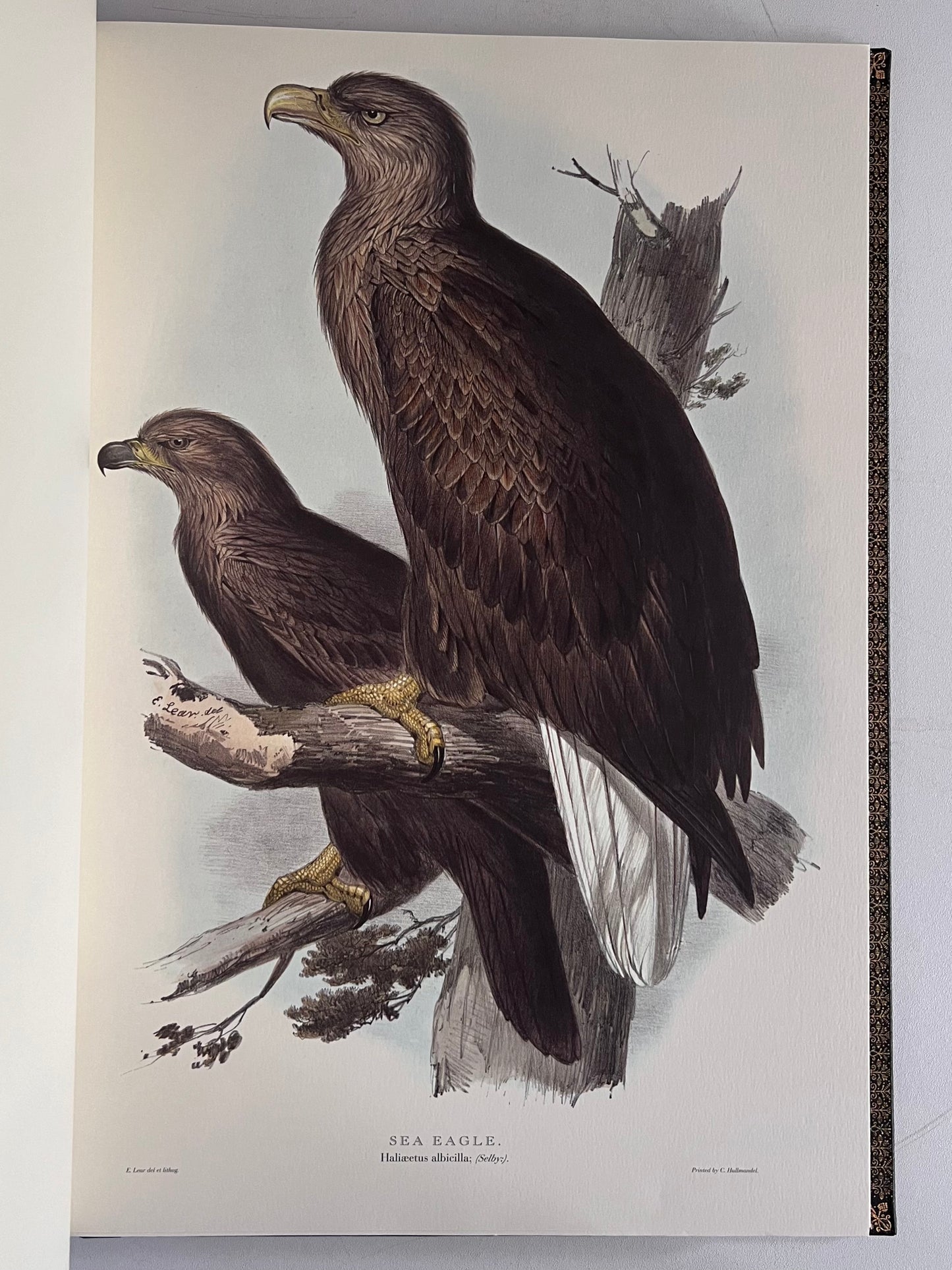 John Gould Illustration of Birds - Folio Society Limited Edition Signed