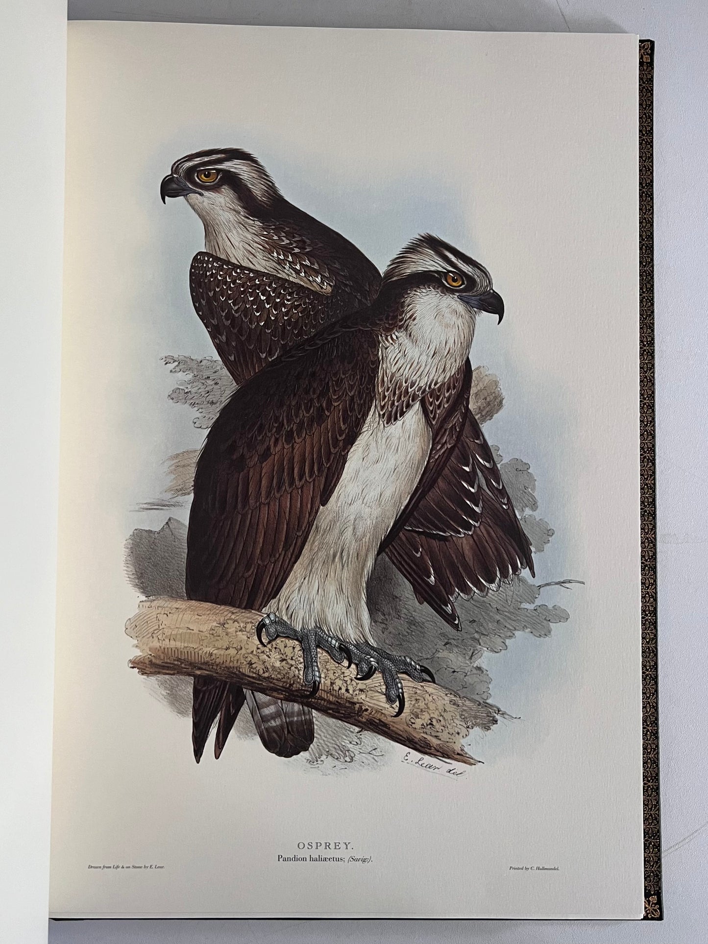 John Gould Illustration of Birds - Folio Society Limited Edition Signed