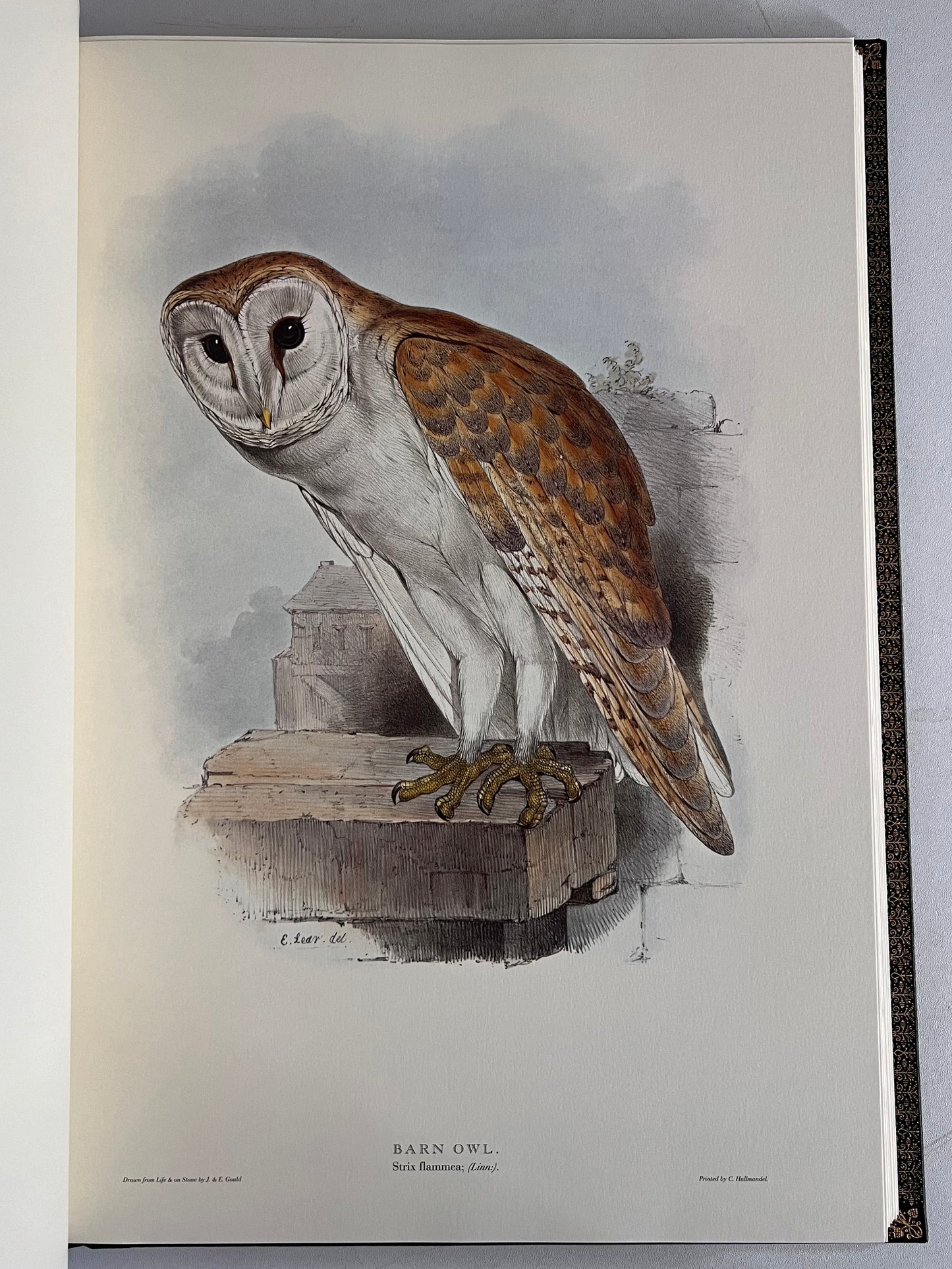 John Gould Illustration of Birds - Folio Society Limited Edition Signed