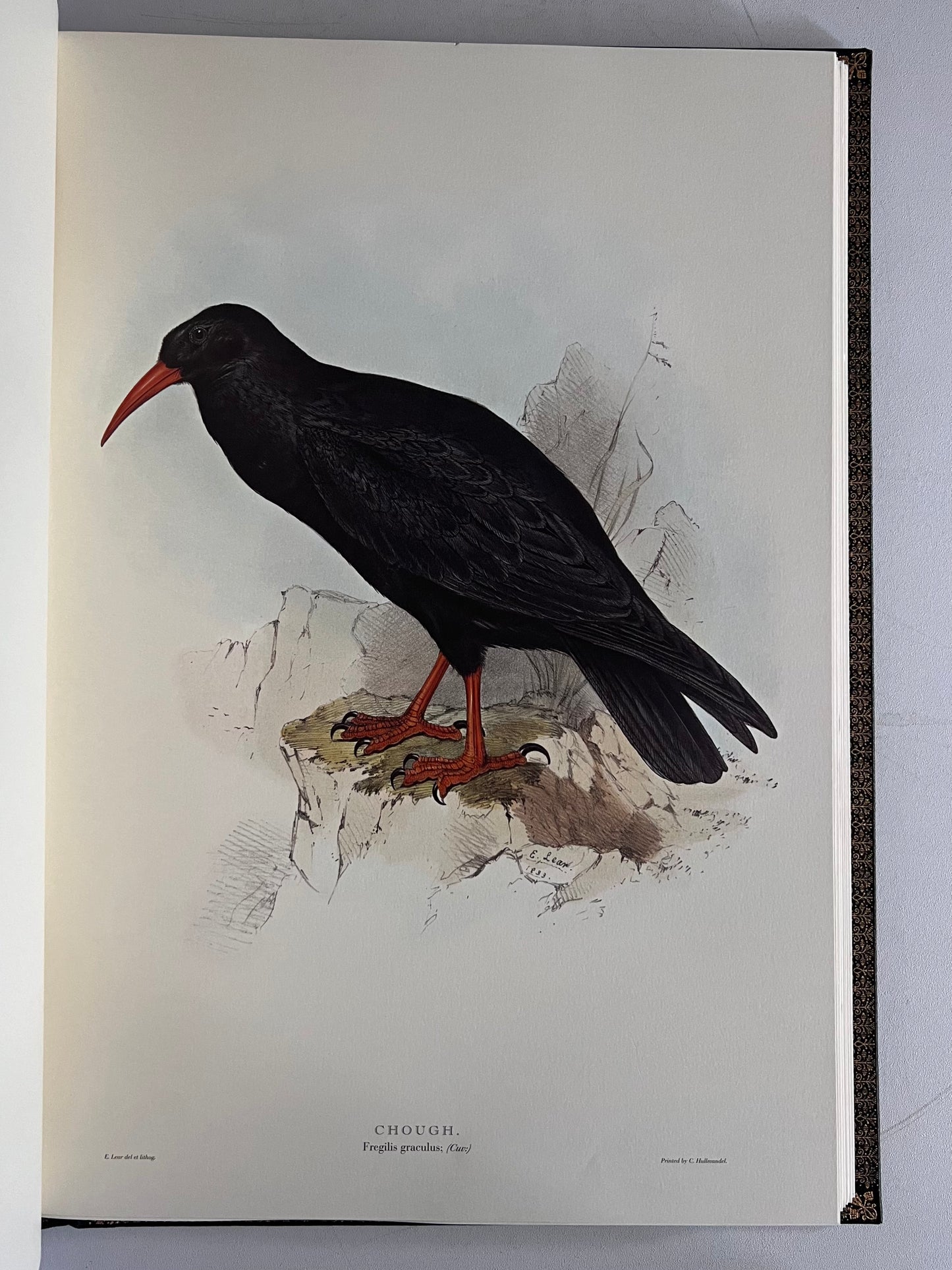 John Gould Illustration of Birds - Folio Society Limited Edition Signed