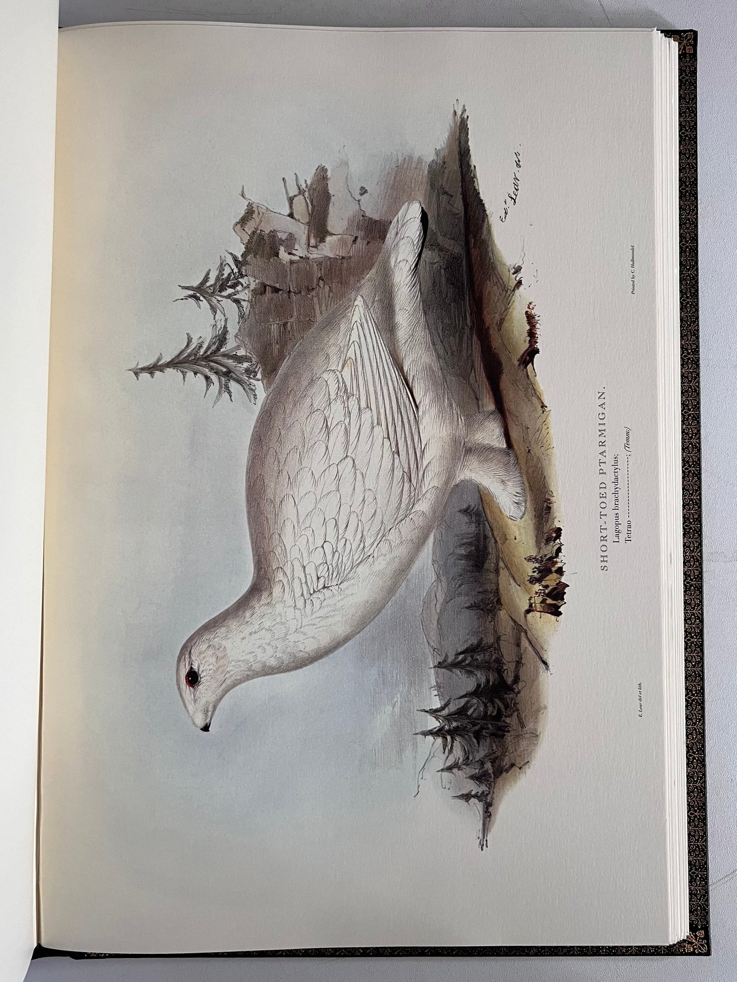 John Gould Illustration of Birds - Folio Society Limited Edition Signed