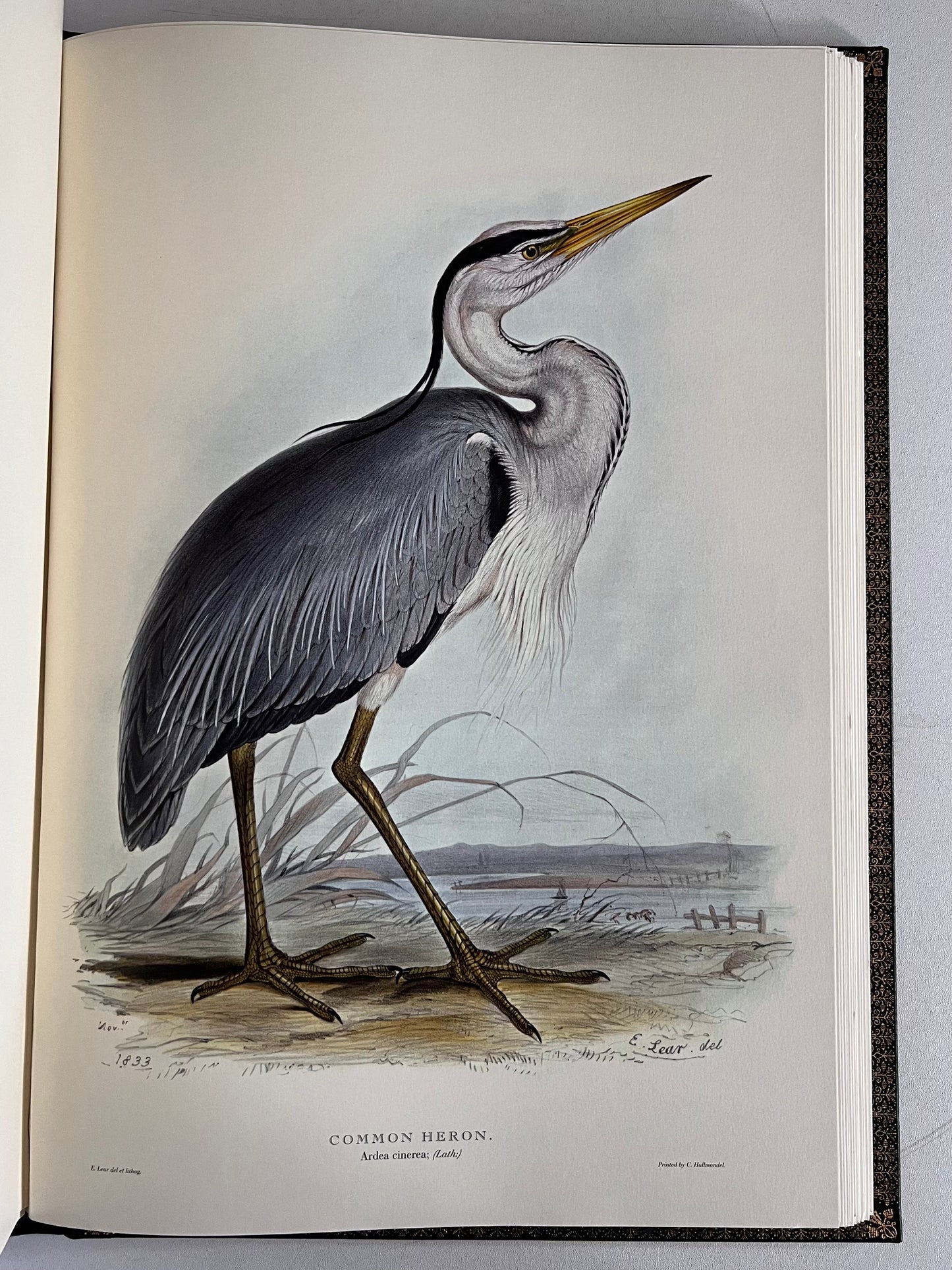 John Gould Illustration of Birds - Folio Society Limited Edition Signed