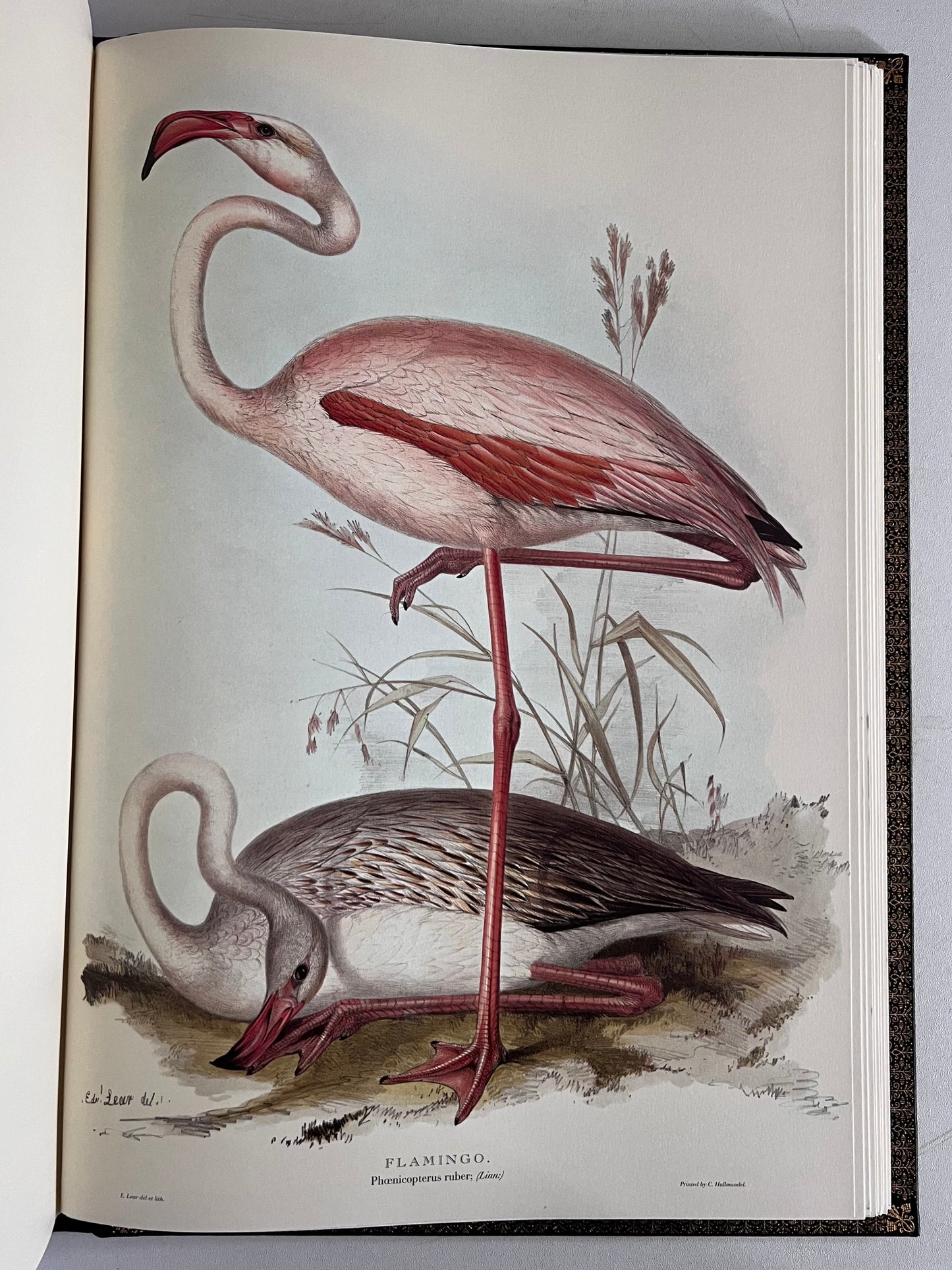 John Gould Illustration of Birds - Folio Society Limited Edition Signed