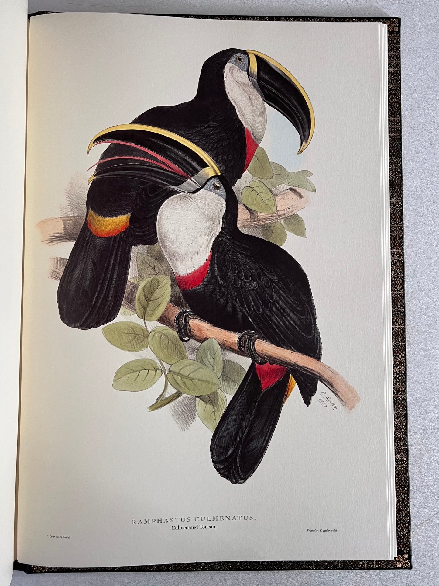 John Gould Illustration of Birds - Folio Society Limited Edition Signed