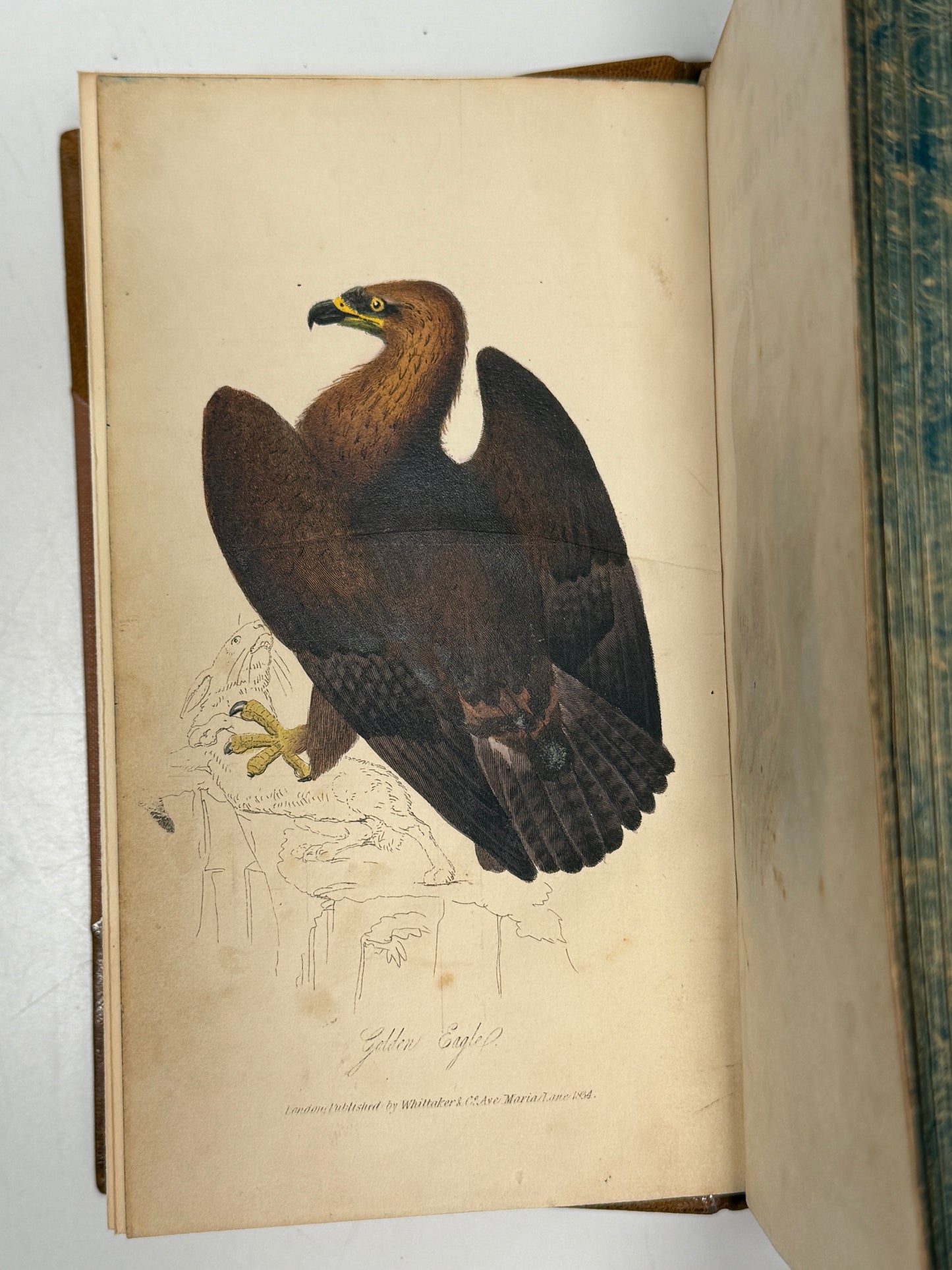 The Feathered Tribes of the British Islands by Robert Mudie 1834 First Edition
