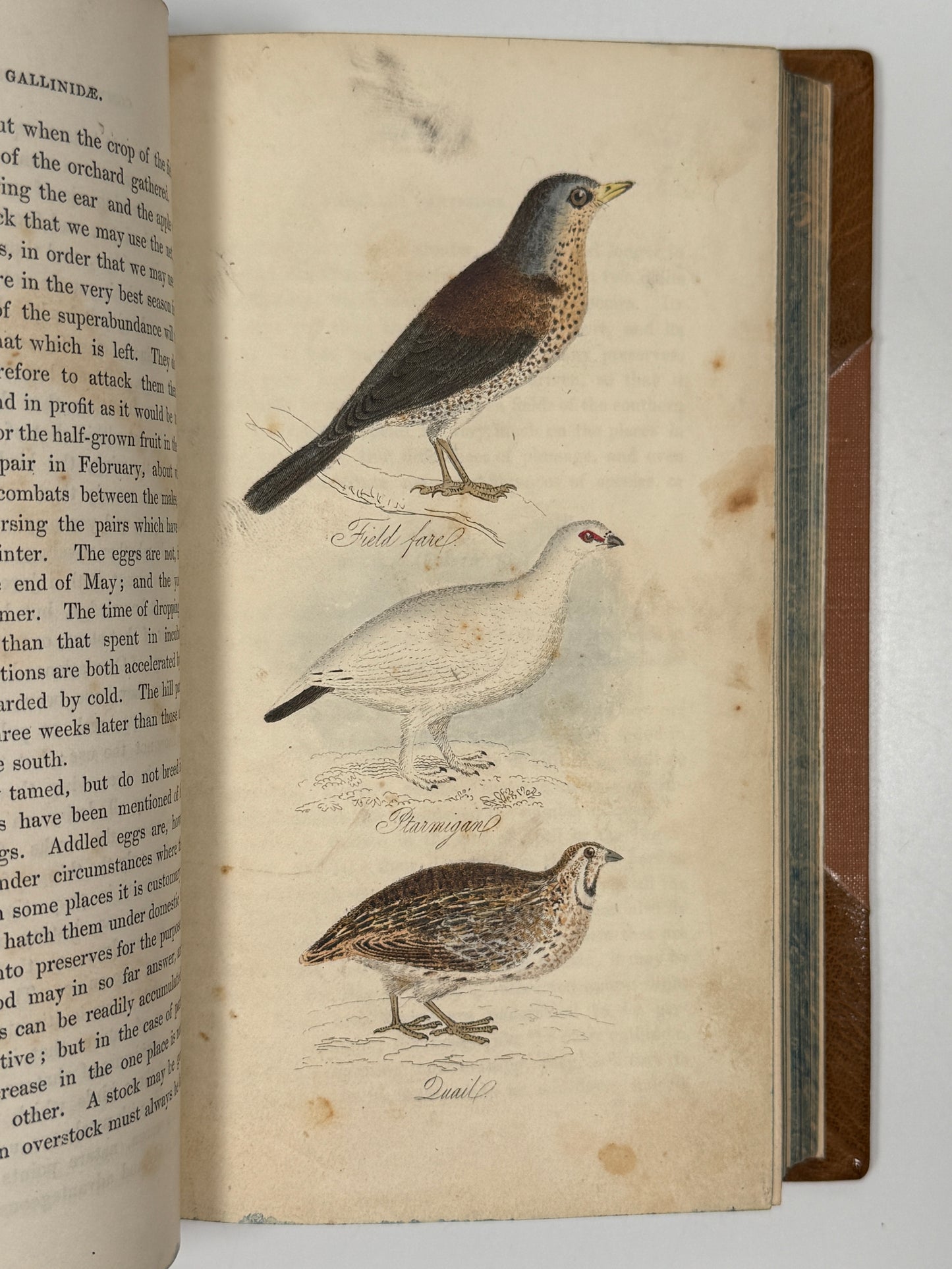 The Feathered Tribes of the British Islands by Robert Mudie 1834 First Edition