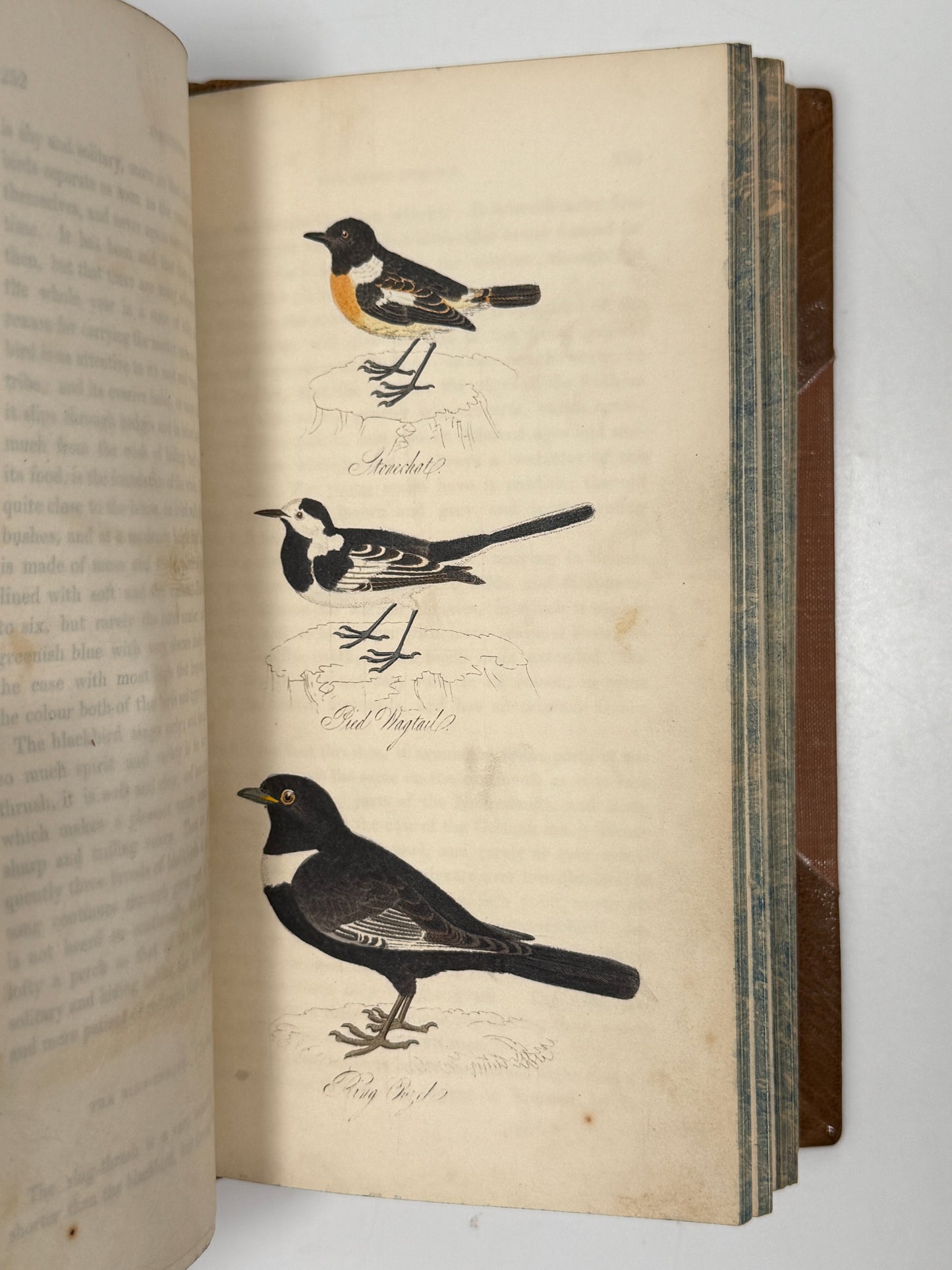 The Feathered Tribes of the British Islands by Robert Mudie 1834 First Edition
