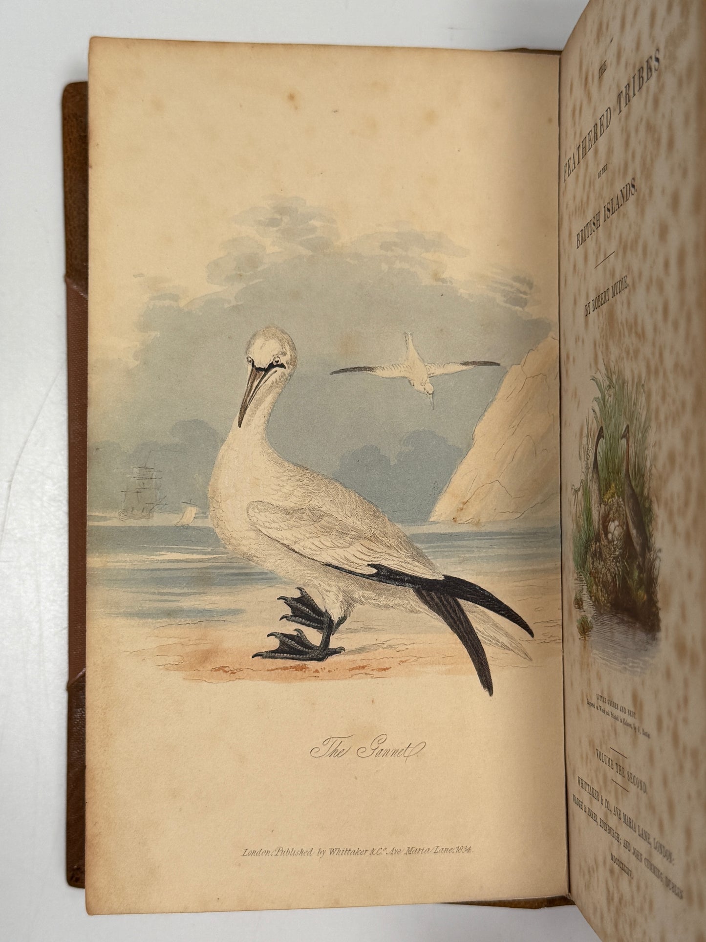 The Feathered Tribes of the British Islands by Robert Mudie 1834 First Edition