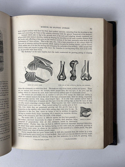 Cassell's Popular Natural History Illustrated with 1000+ Engravings