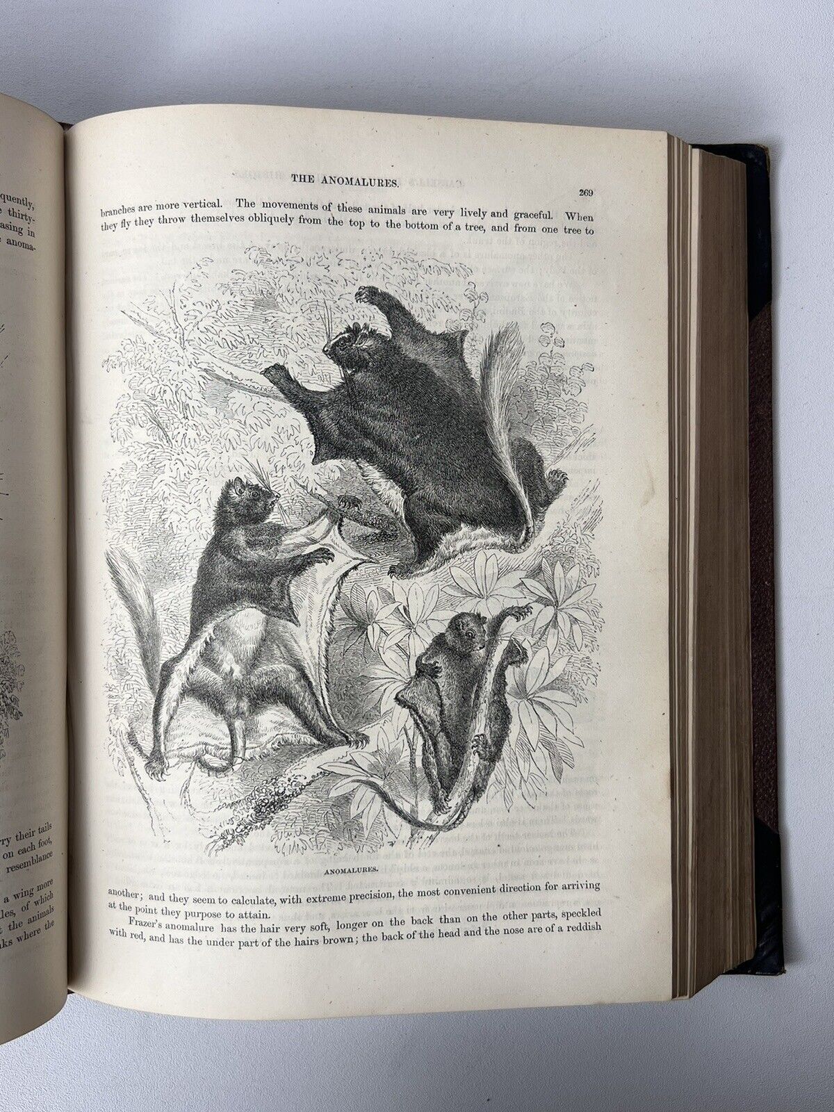 Cassell's Popular Natural History Illustrated with 1000+ Engravings